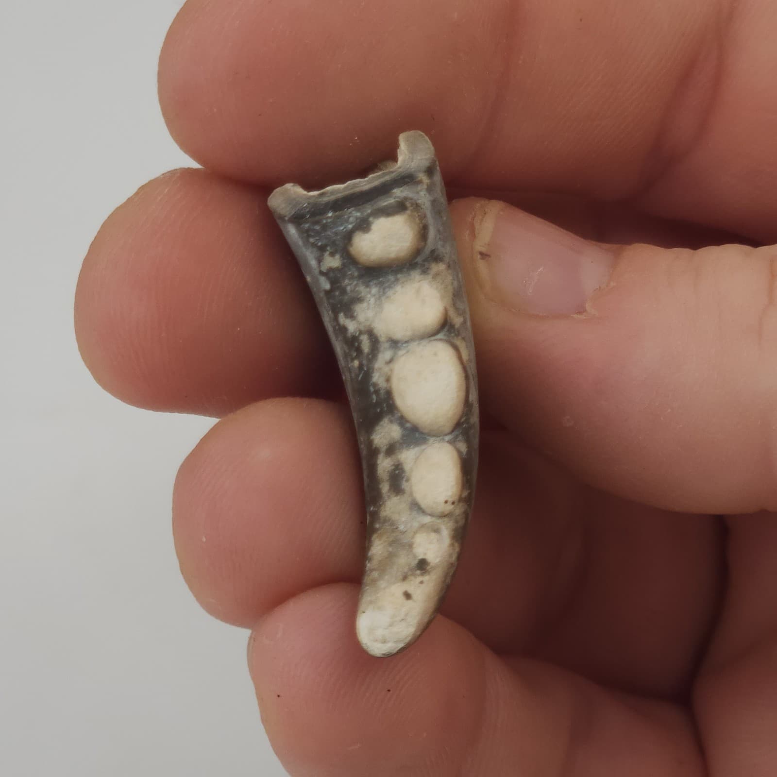 Crab Claw Fossil - Florida  3