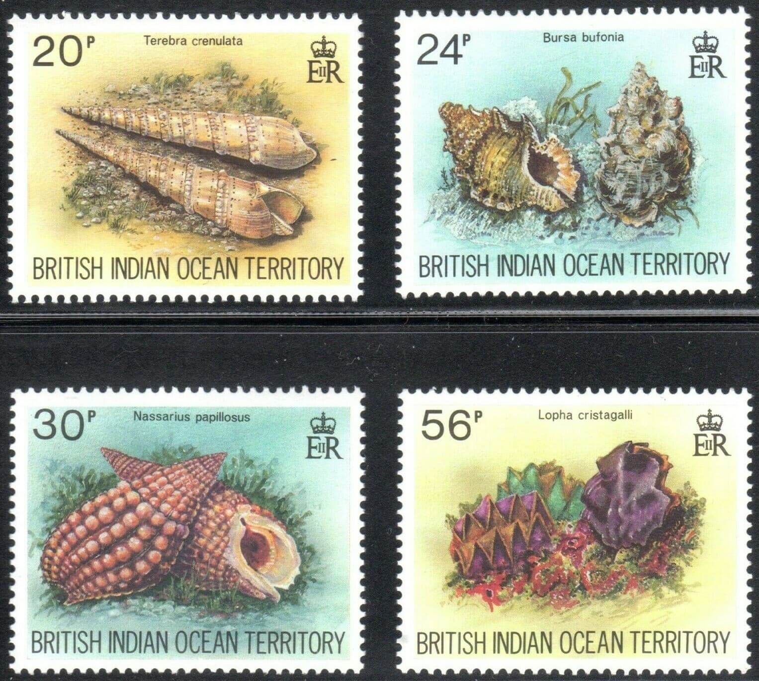 British Indian Ocean Territory Scott 172-175, SG #58-61 VF MNH Shells BIOT 1974