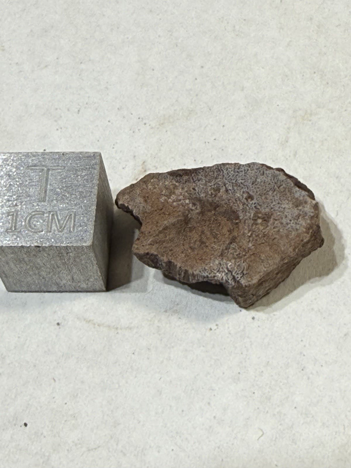 Gyracanthus Fossil Spine - Rare Devonian Fossil-PA. 3