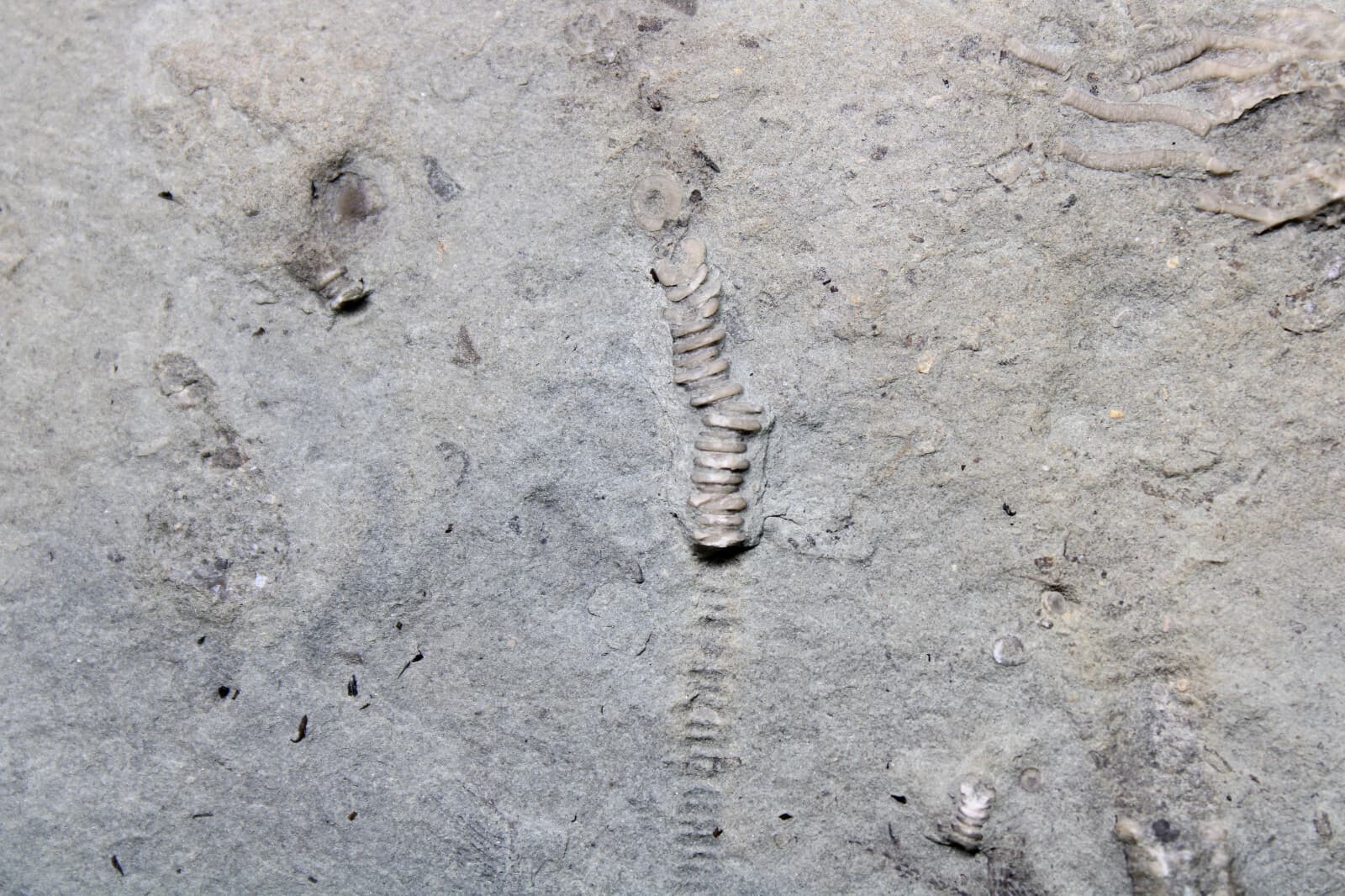 Glyptocrinus decadactylus Crinoids & Scolecodonts KY Ordovician Fossils 6