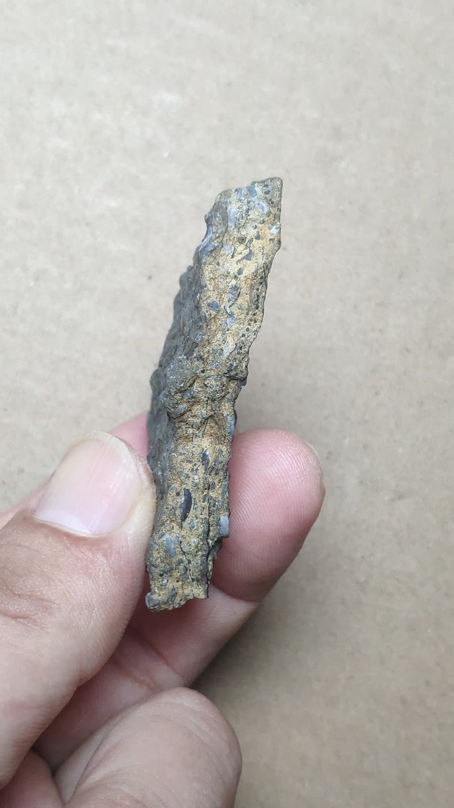 31g bryozoan Marine organisms Crinoid stem specimen from Cambrian Period 5