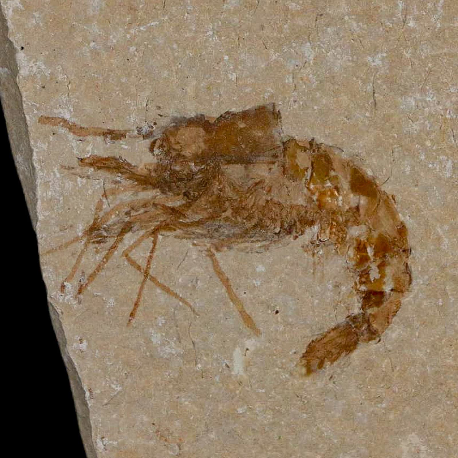 1.4" Fossil Shrimp Carpopenaeus Cretaceous Age 100 Mil Yrs Old Lebanon COA
