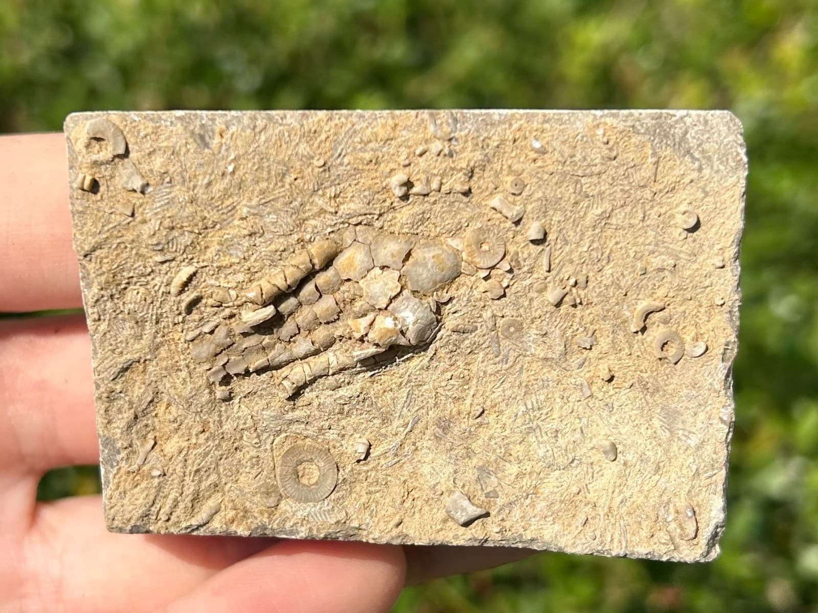 NICE Fossil Crinoid in Matrix Harmostocrinus Alabama Bangor Limestone Formation 3