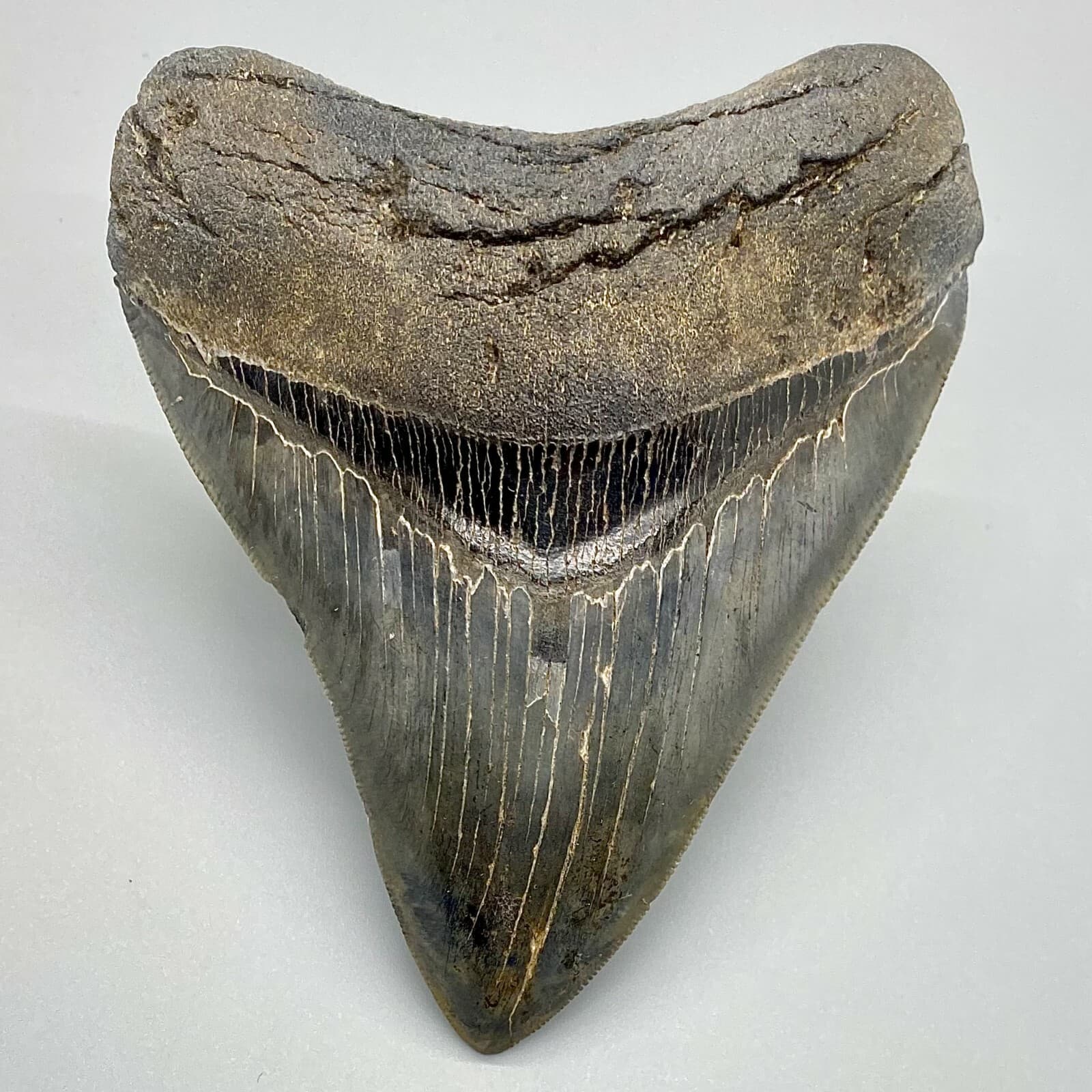 Awesome Shape/High Quality 4.40" Sharply Serrated Fossil MEGALODON Shark Tooth