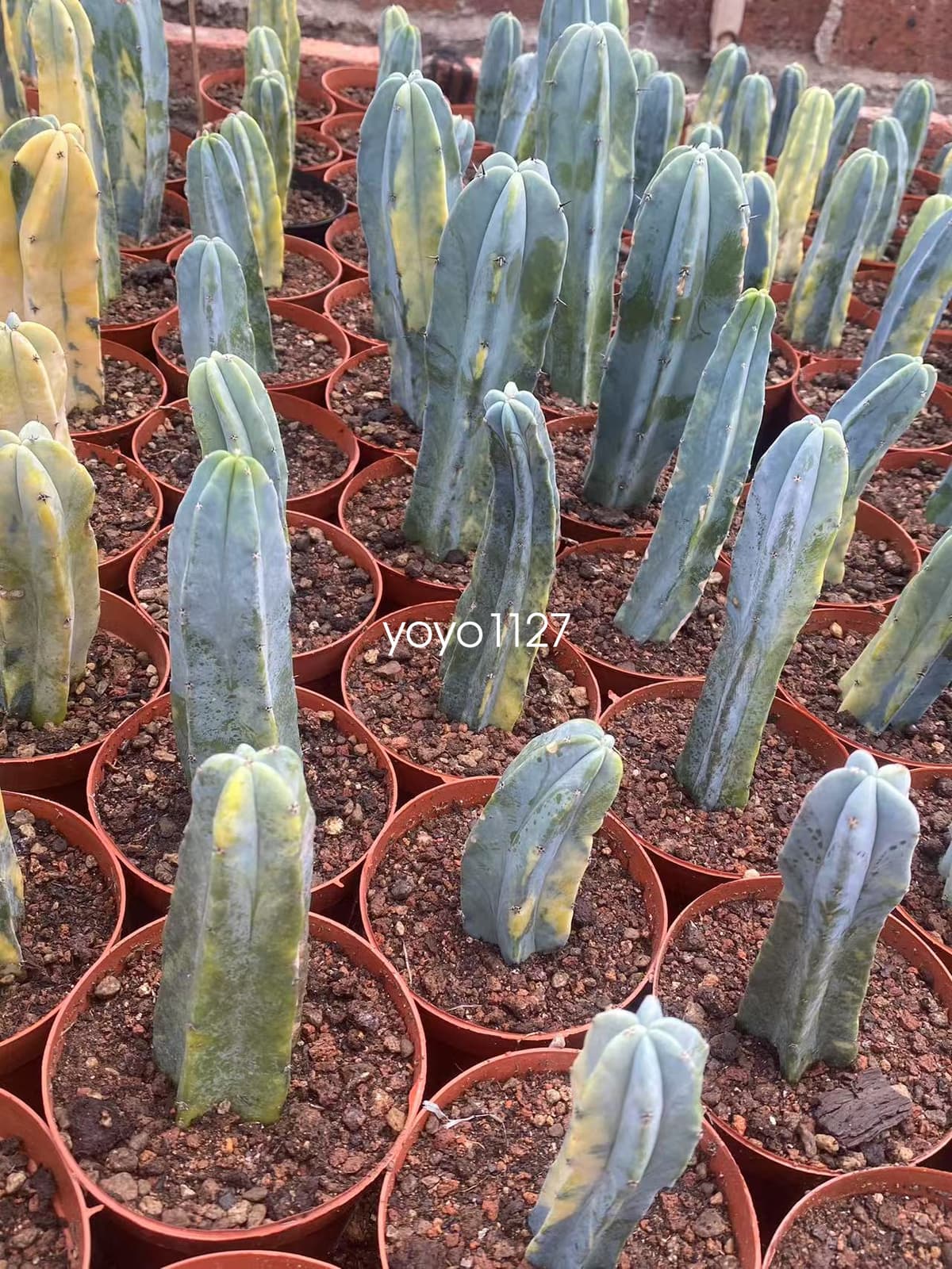 Myrtillocactus geometrizans ariegated Succulent plants 10-12cm 3