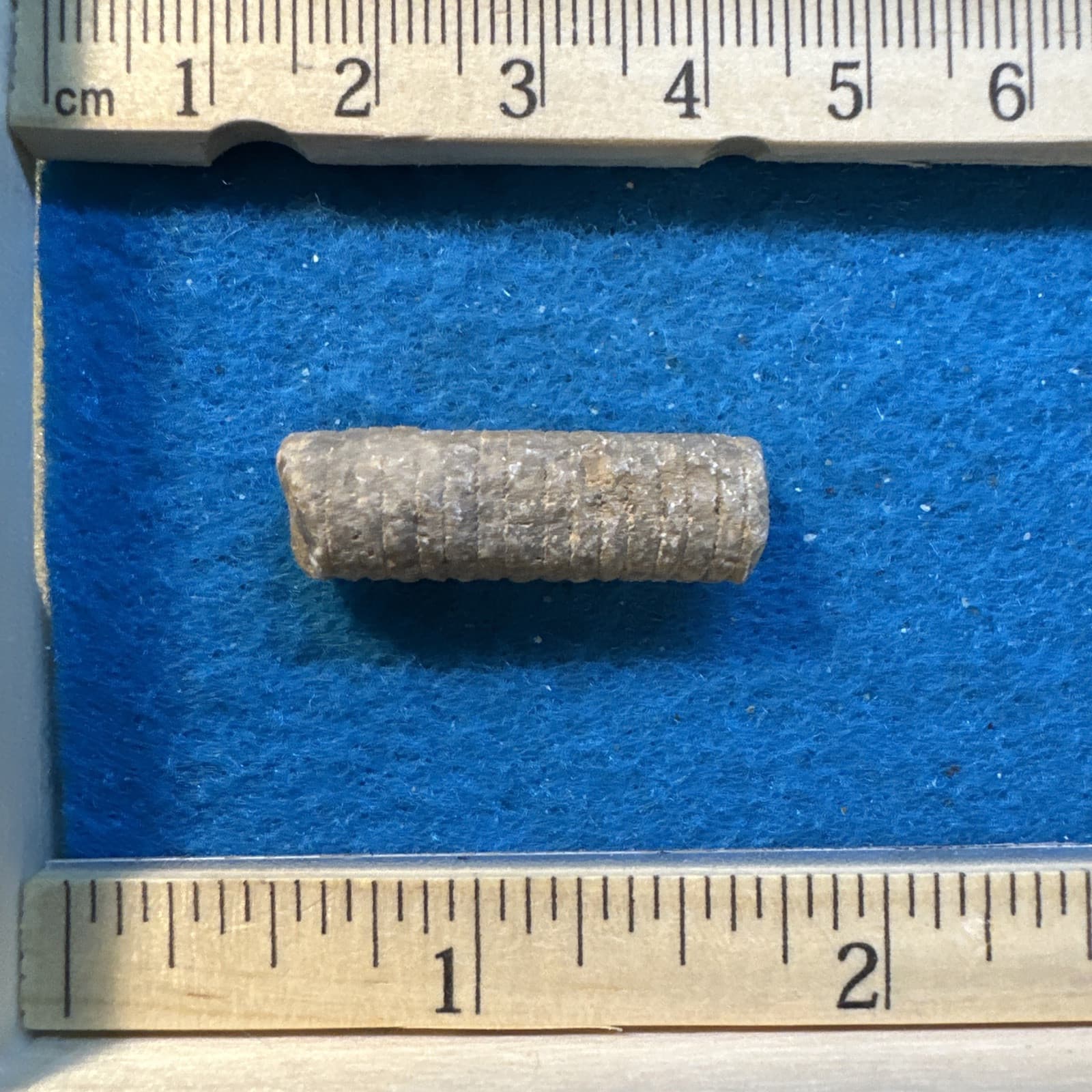 Crinoid Stem Fossil from Indiana in Display Case 5