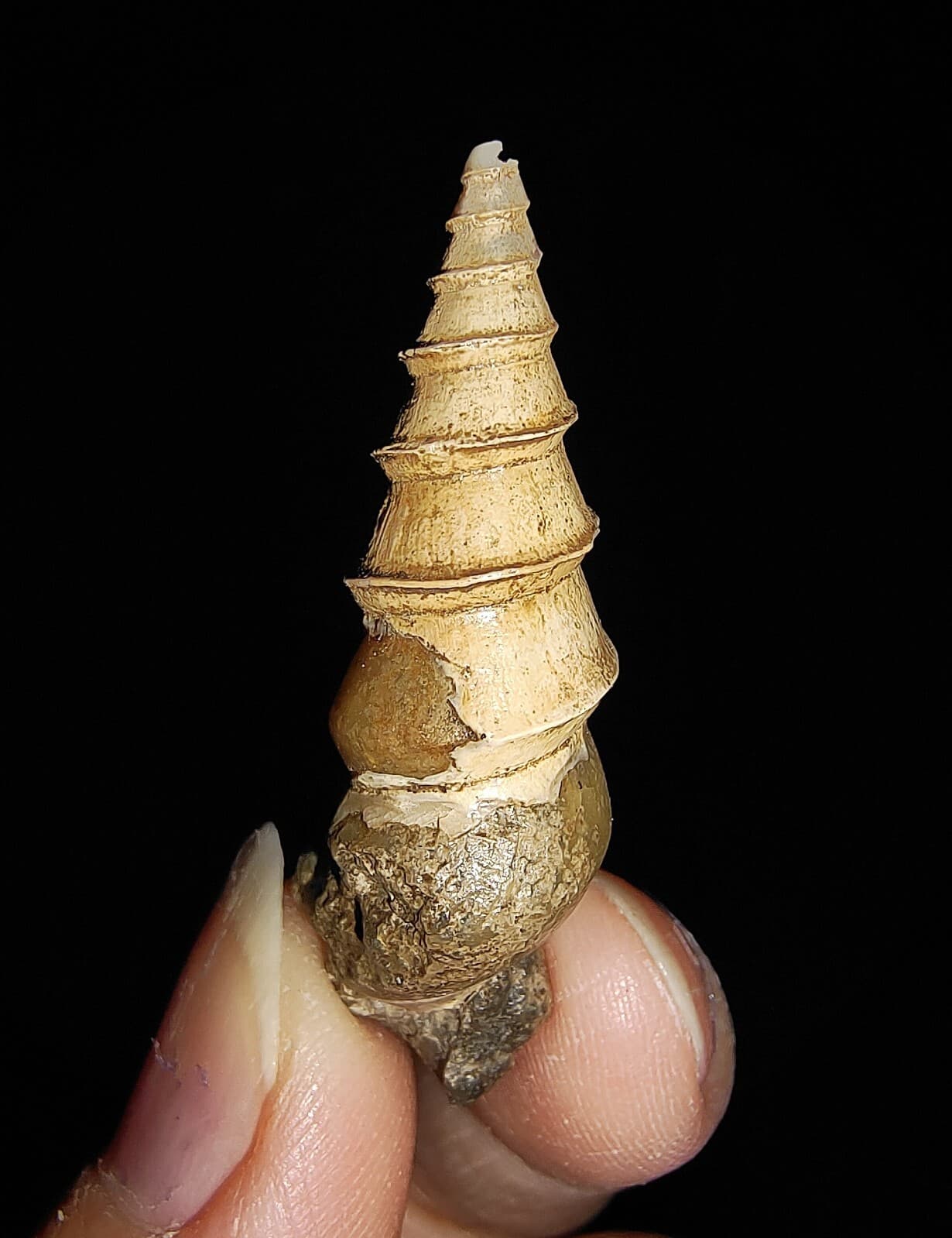 SEA SHELL FOSSIL, GASTROPODA, THIARIDAE, FROM JAVA, INDONESIA, 35MM 3