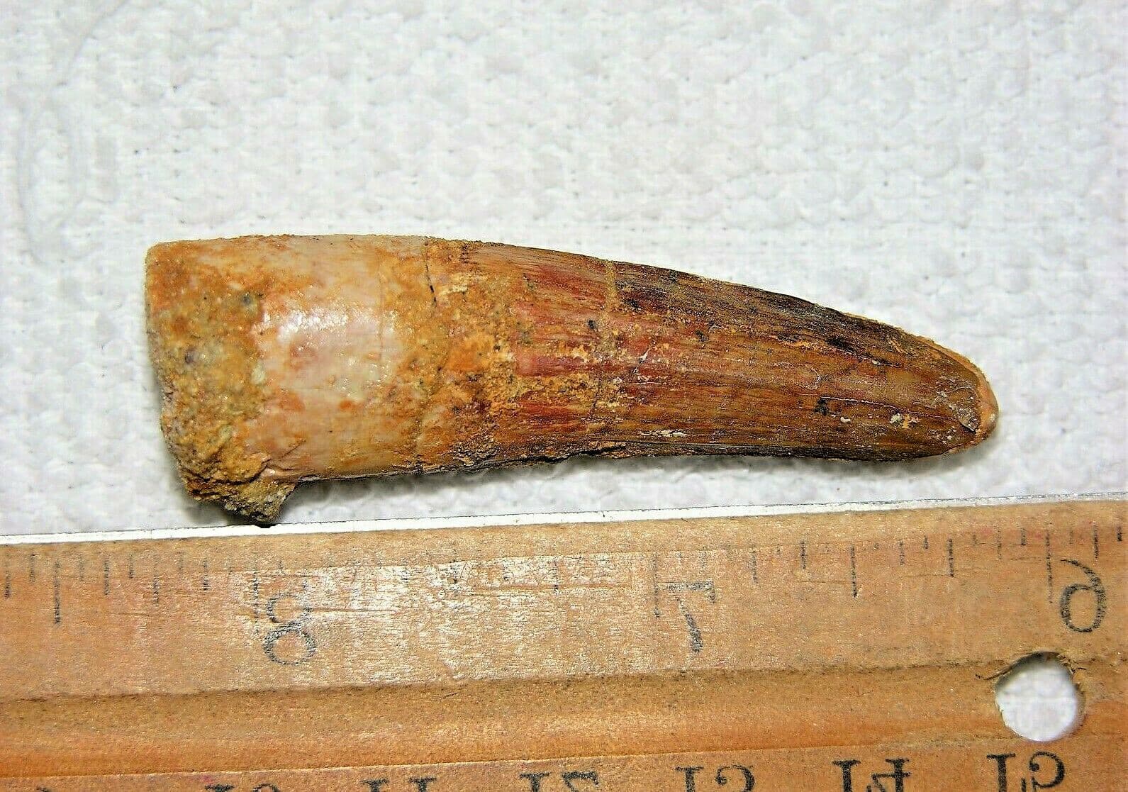 2 INCH LONG SPINOSAURUS TOOTH DINOSAUR REAL FOSSIL SPINOSAUR JURASSIC WORLD NICE