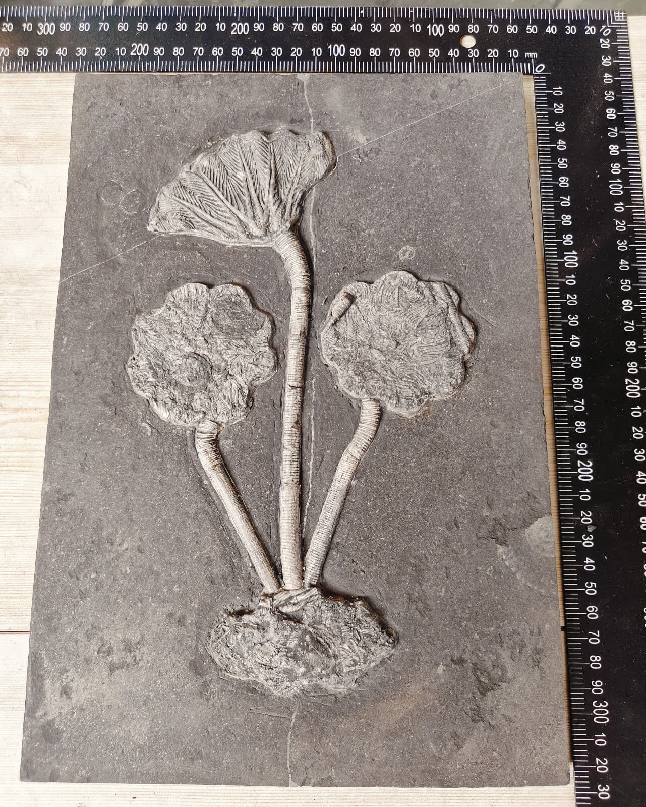 Natural Devonian prehistoric Jurassic biota crinoids Fossils 3