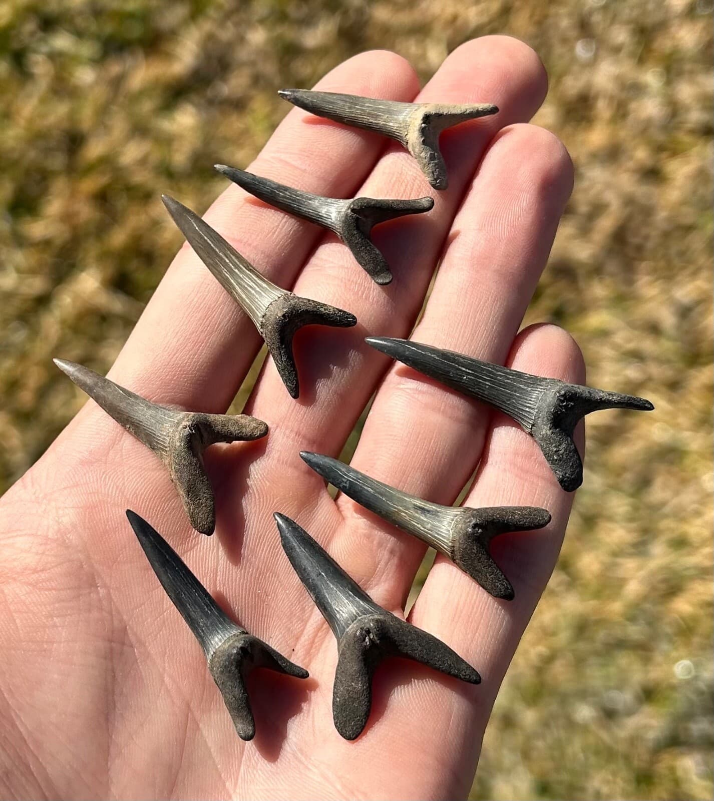 Fossil Goblin Sharks Tooth ONE PER PURCHASE Mississippi Eutaw Formation Teeth 5