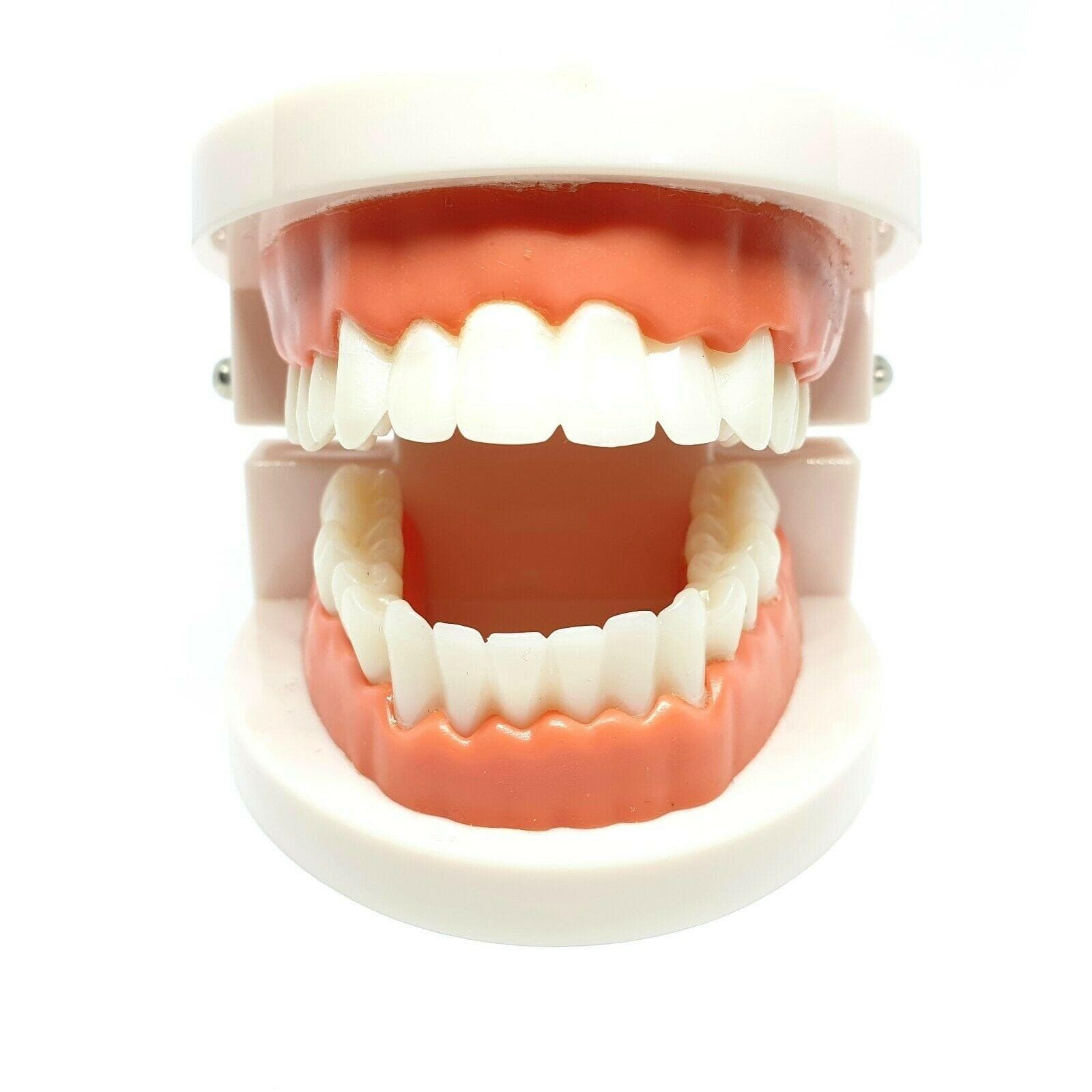 Adult Dental Standard Teaching Educational Typodont Demonstration Teeth Model A 5