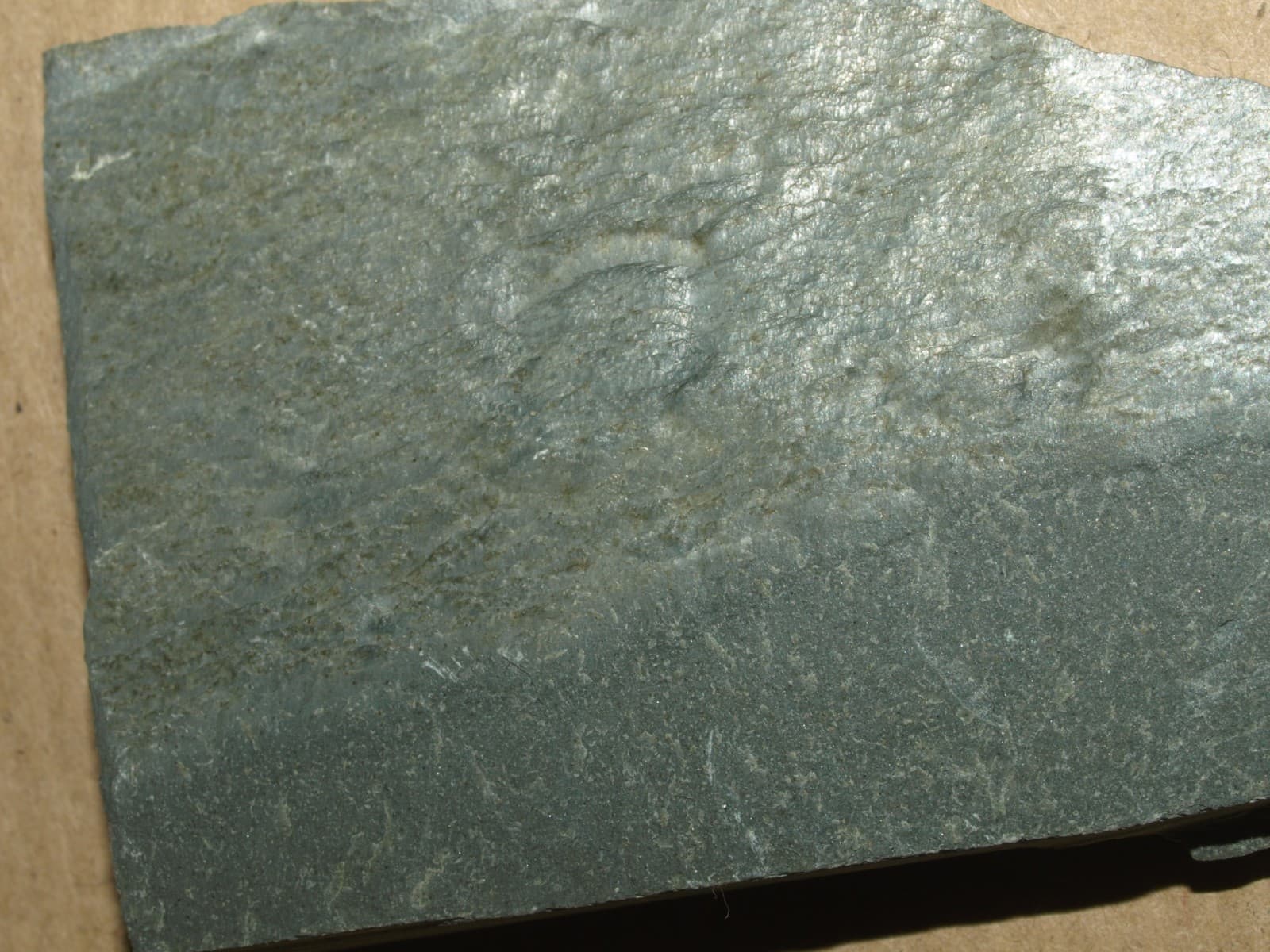 Ediacarian age fossils, Arctic Norway -SLAB with Aspidella sp. 4