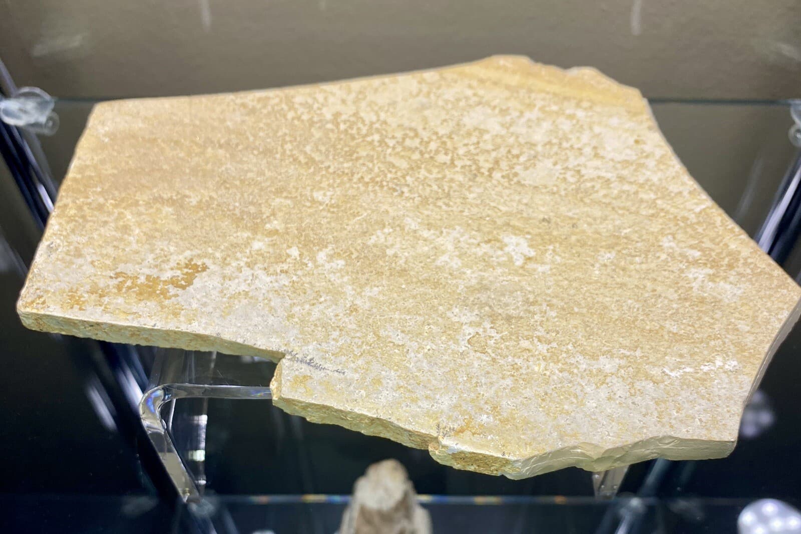 LARGE Jurassic Shrimp Fossil Mecochirus Longimanatus Solnhofen Eichstatt Germany 5