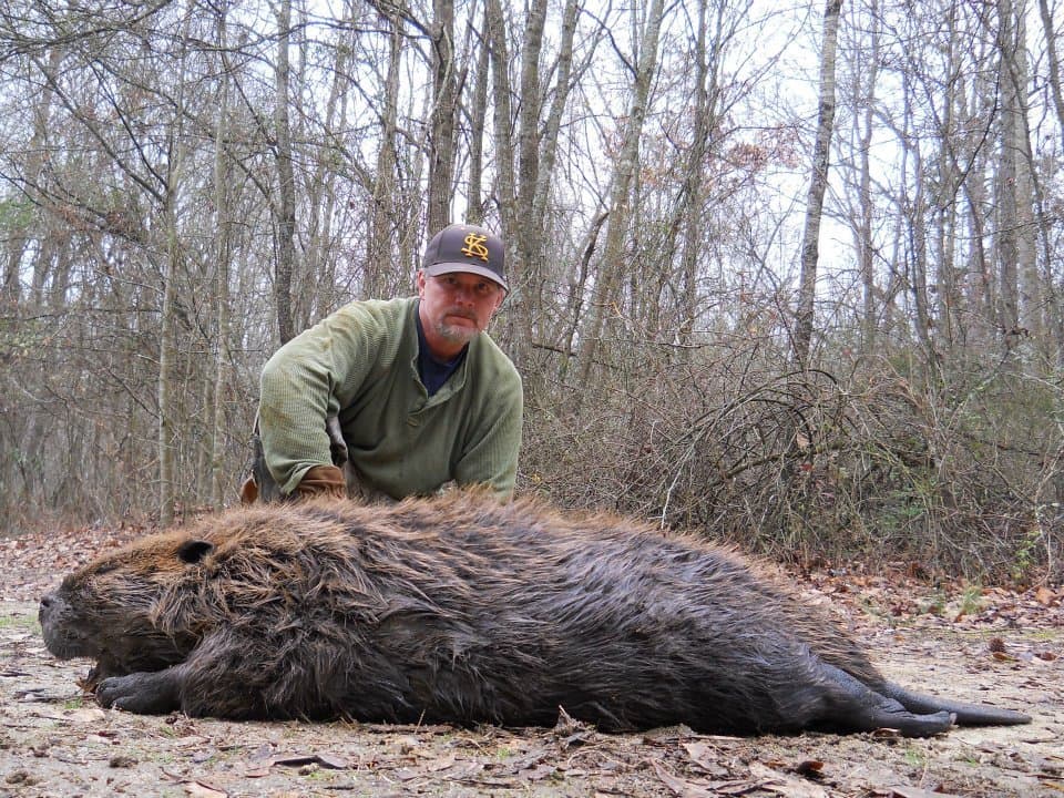 Beaver Lure- w/Castor Gland 1oz. bottle! Traps &Trapping 6