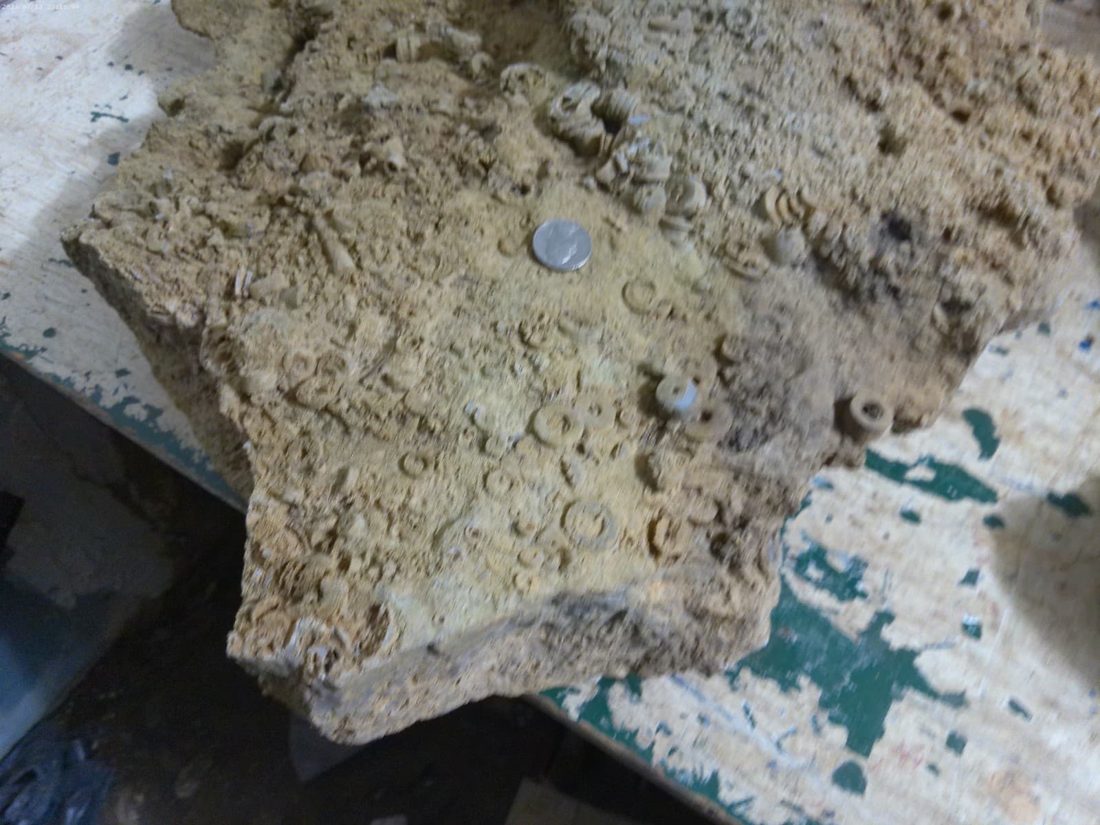 Ten of thousands Crinoids from Rock castle Kentucky 75 pounds Hugh 2