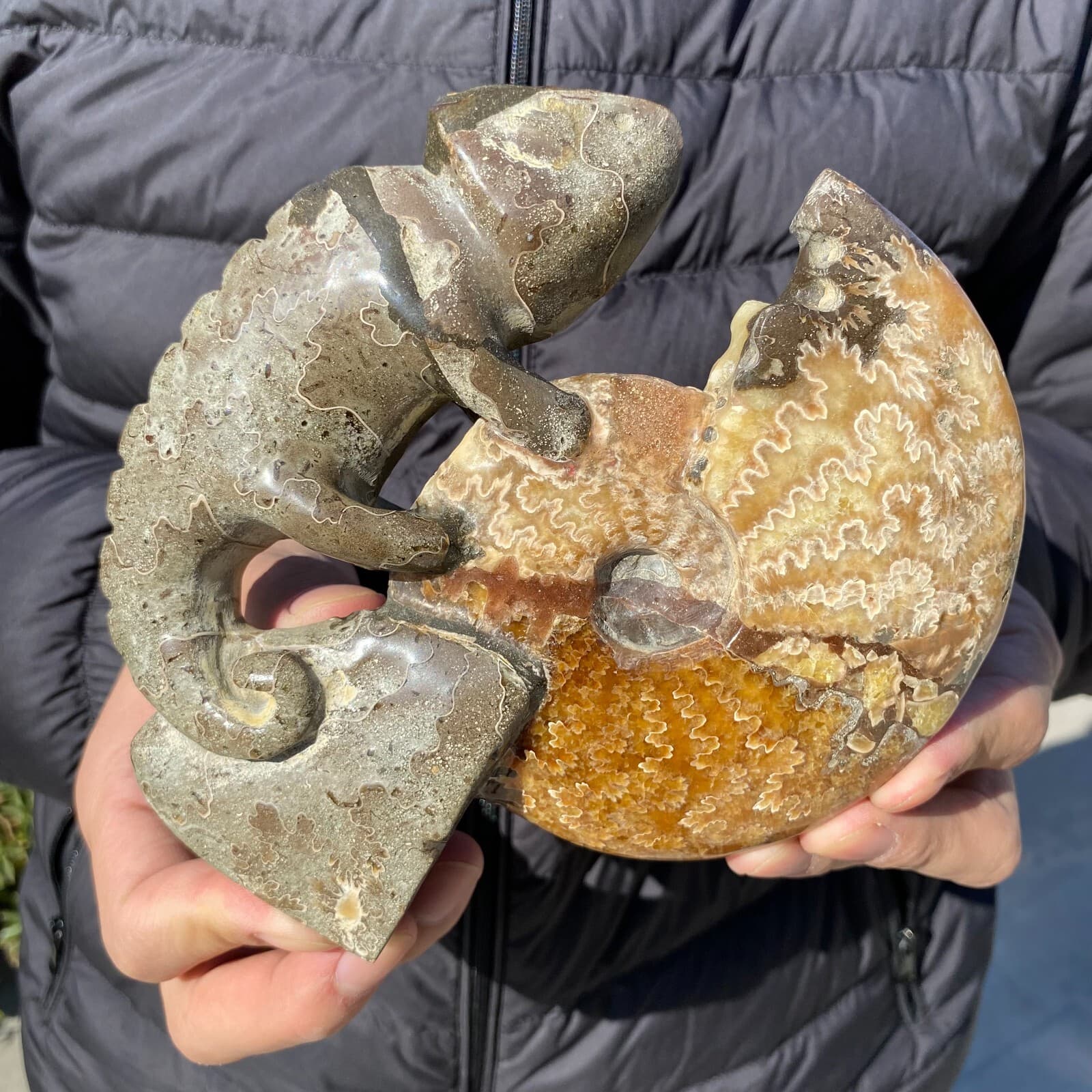 735g Natural Beautiful Ammonite Fossil Conch Crystal Specimen Healing 3