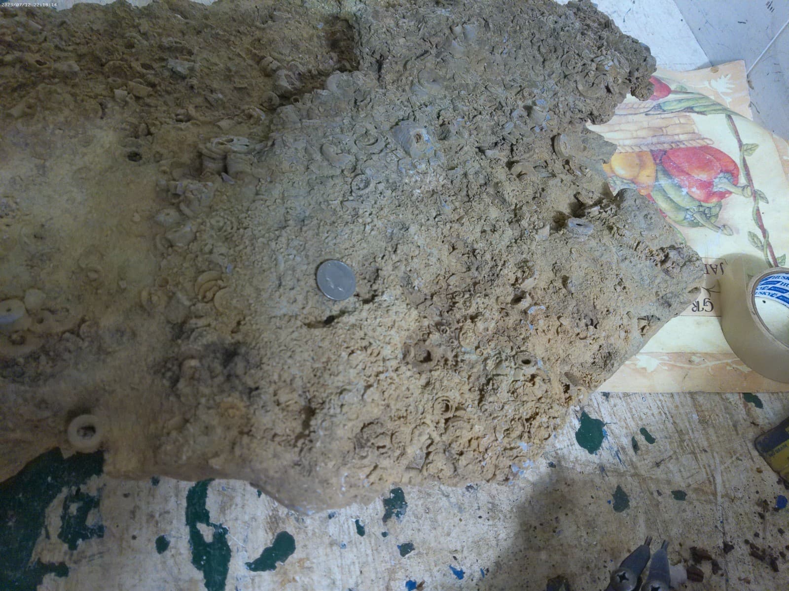 Ten of thousands Crinoids from Rock castle Kentucky 75 pounds Hugh 3