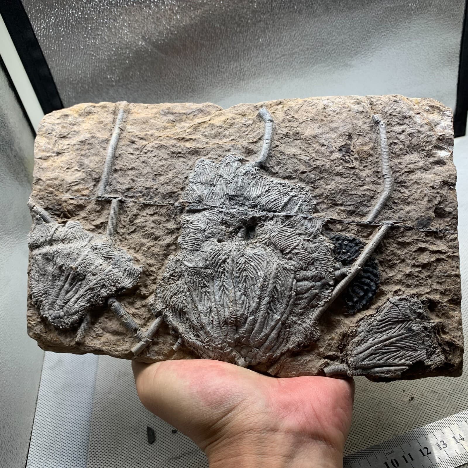 1650 grams of fossils of crinoid from the Guanling Biota in Guizhou 3