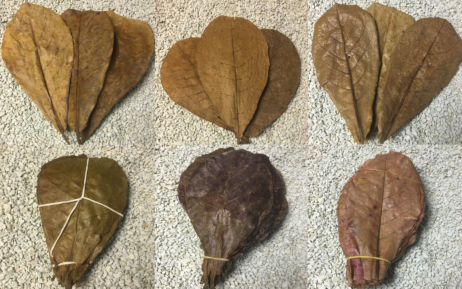 100 Sea Almond Tree Leaves 10-20cm Loose Terminalia Catappa Leaves Genuine BEST PRICE 2