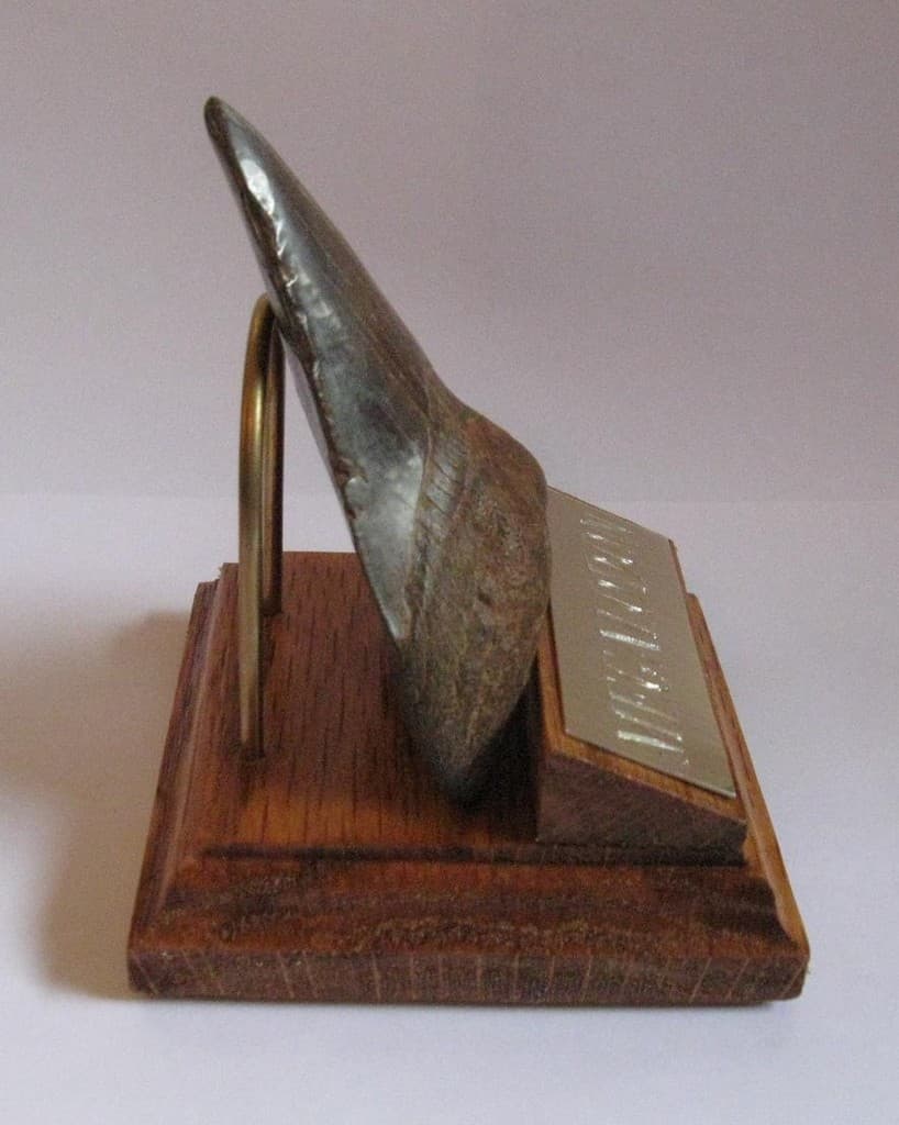 MEGALODON SHARK TOOTH 4" FOSSIL DISPLAY STAND ENGRAVED PLAQUE Tooth Not Included 5