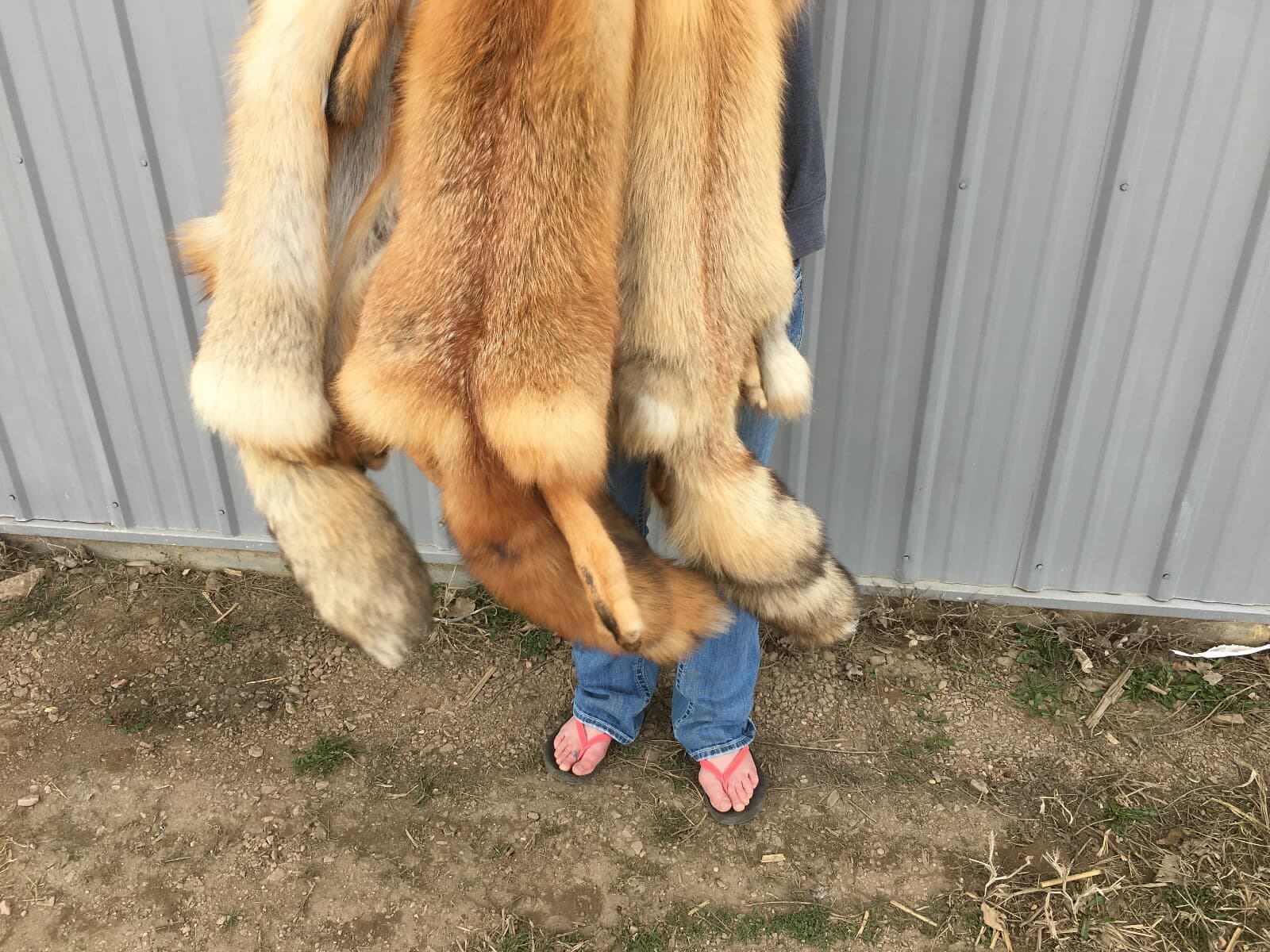 Tanned Red Fox  Winter “Heavy Fur” Western - Imperfect Grade 3
