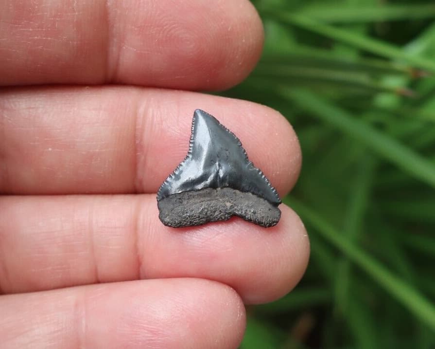 0.78" Carcharhinus sp. Fossil Shark Tooth Florida 2