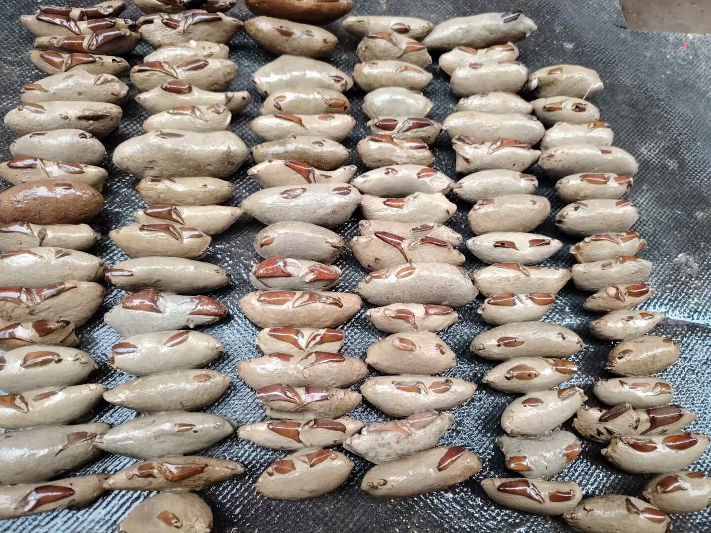 1 PC Crab fossils from the Cretaceous period. Paleontological fossil specimens 3