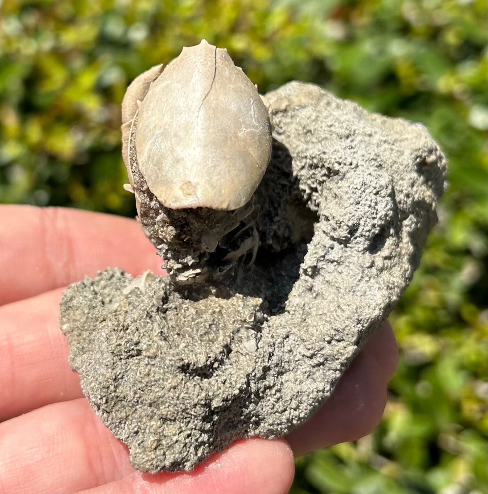 SUPERB Florida Fossil Crab in Matrix Ranilia muriceta Pliocene Crustacean Rare 5