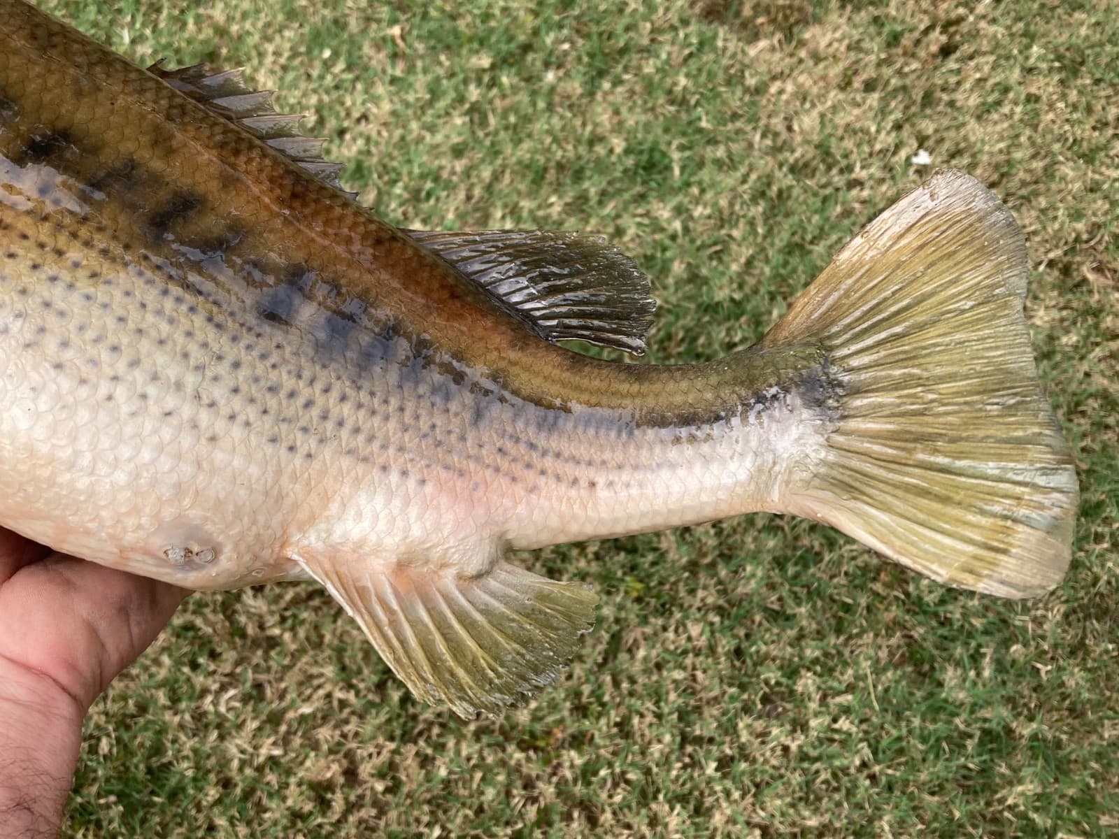 18" Largemouth Bass Taxidermy Fish Real Skin Mount !!  5