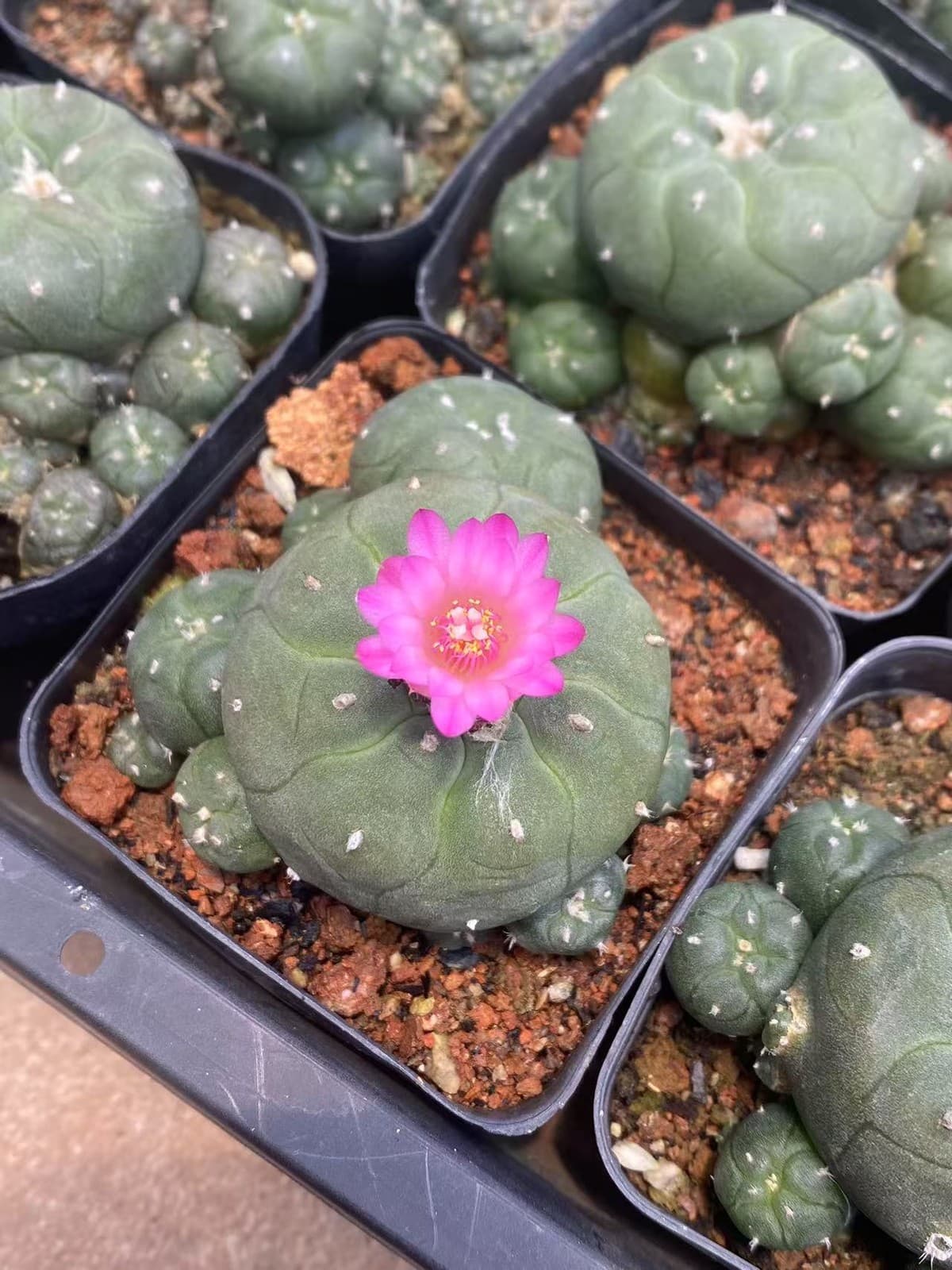 5-6cm Succulent Plant cactus home potted Garden beautiful Plants LW 3