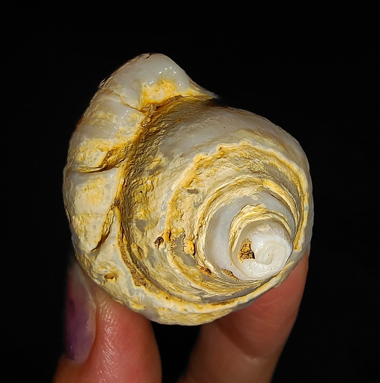 SEA SHELL FOSSIL, GASTROPODA FASCIOLARIDAE, FROM JAVA, INDONESIA, 66MM 6