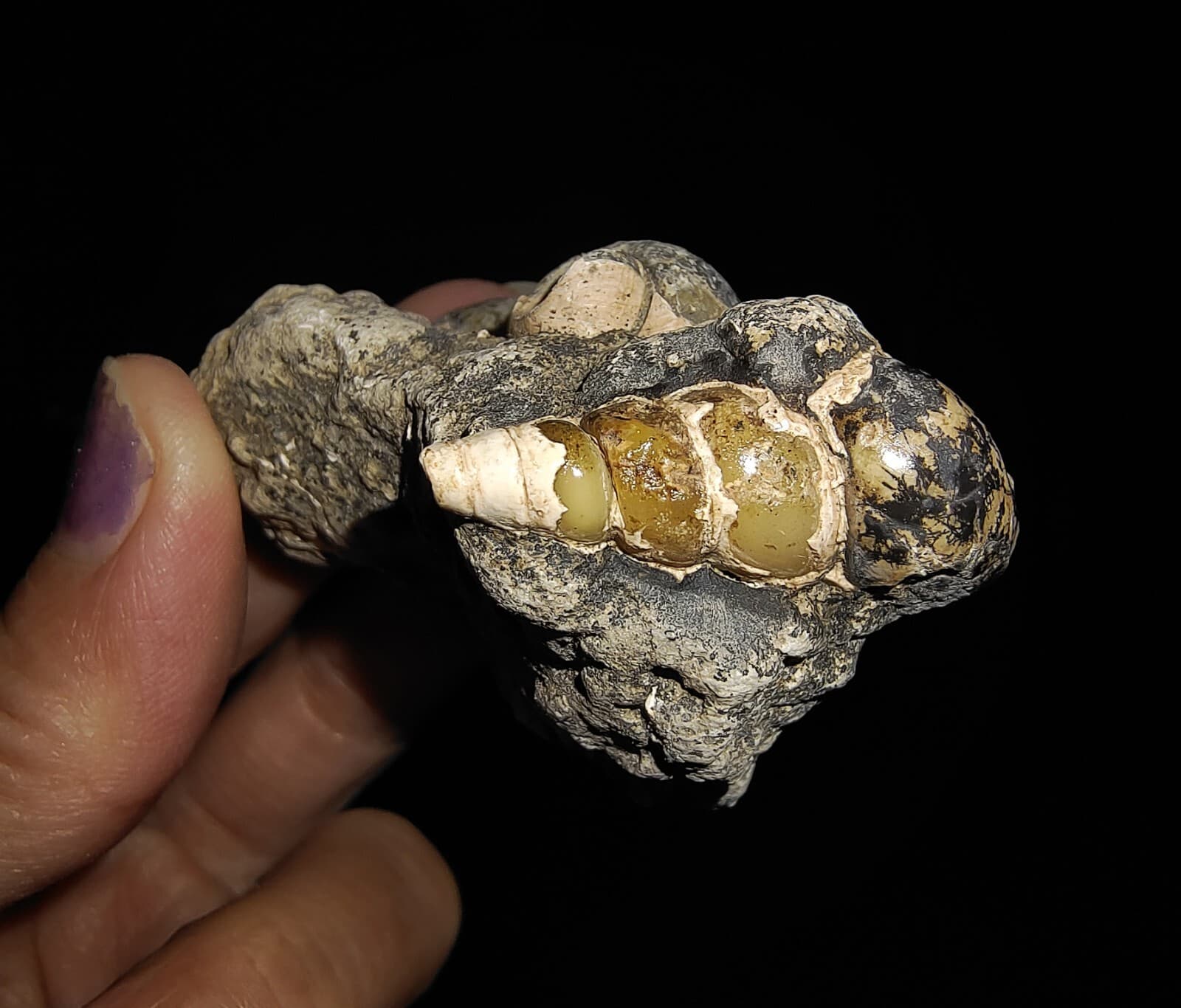 SEASHELL FOSSIL, GASTROPOD THIARIDAE ON MATRIX, FROM JAVA, INDONESIA, 30MM 6