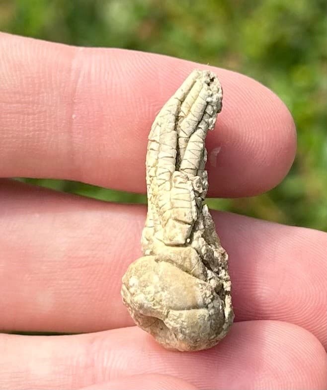 NICE Juvenile Fossil Crinoid Eupachycrinus asperatus Alabama Bangor Limestone 3