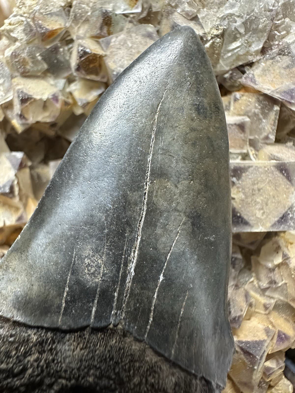 2.3” CARCHARODON MAKO TOOTH HASTALIS MEGALODON ERA South Carolina WHITE SHARK