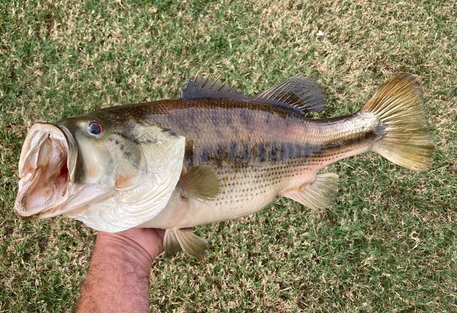 18" Largemouth Bass Taxidermy Fish Real Skin Mount !!  2