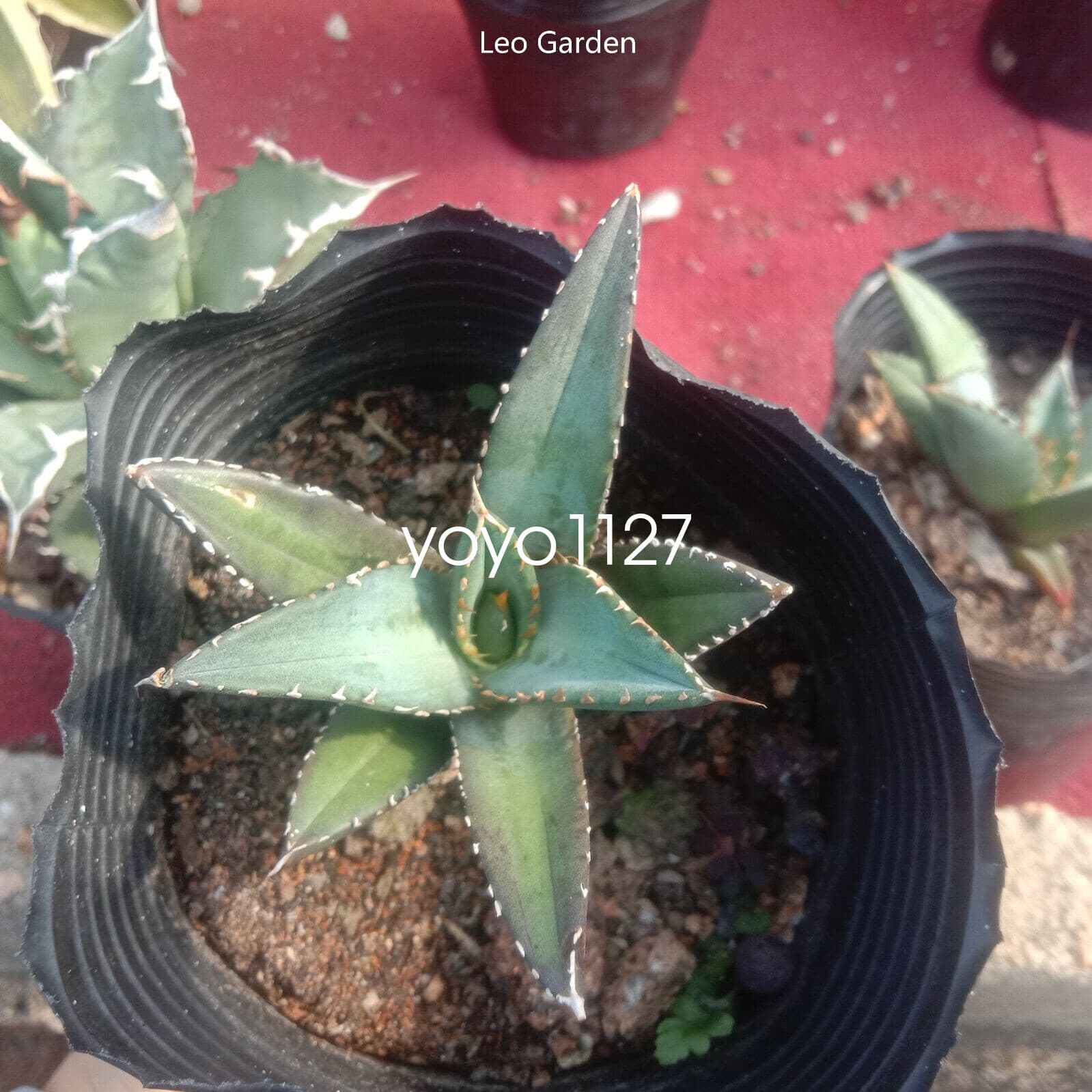 6-8cm Agave titanota Raresucculent plant Garden Décor Boutique 5