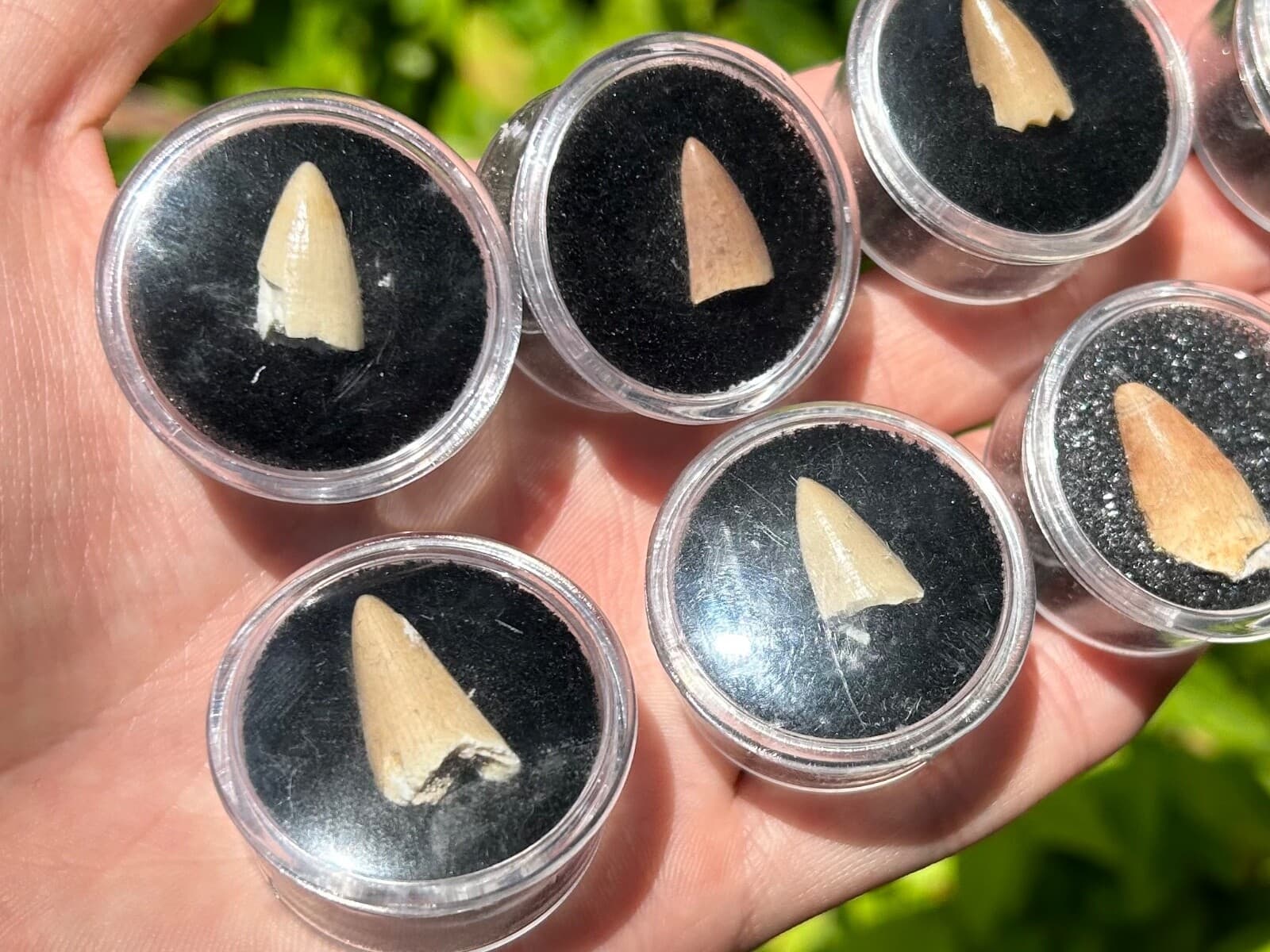 One MOSASAUR Tooth Dinosaur Teeth Fossils in Case ONE PER PURCHASE Morocco 5