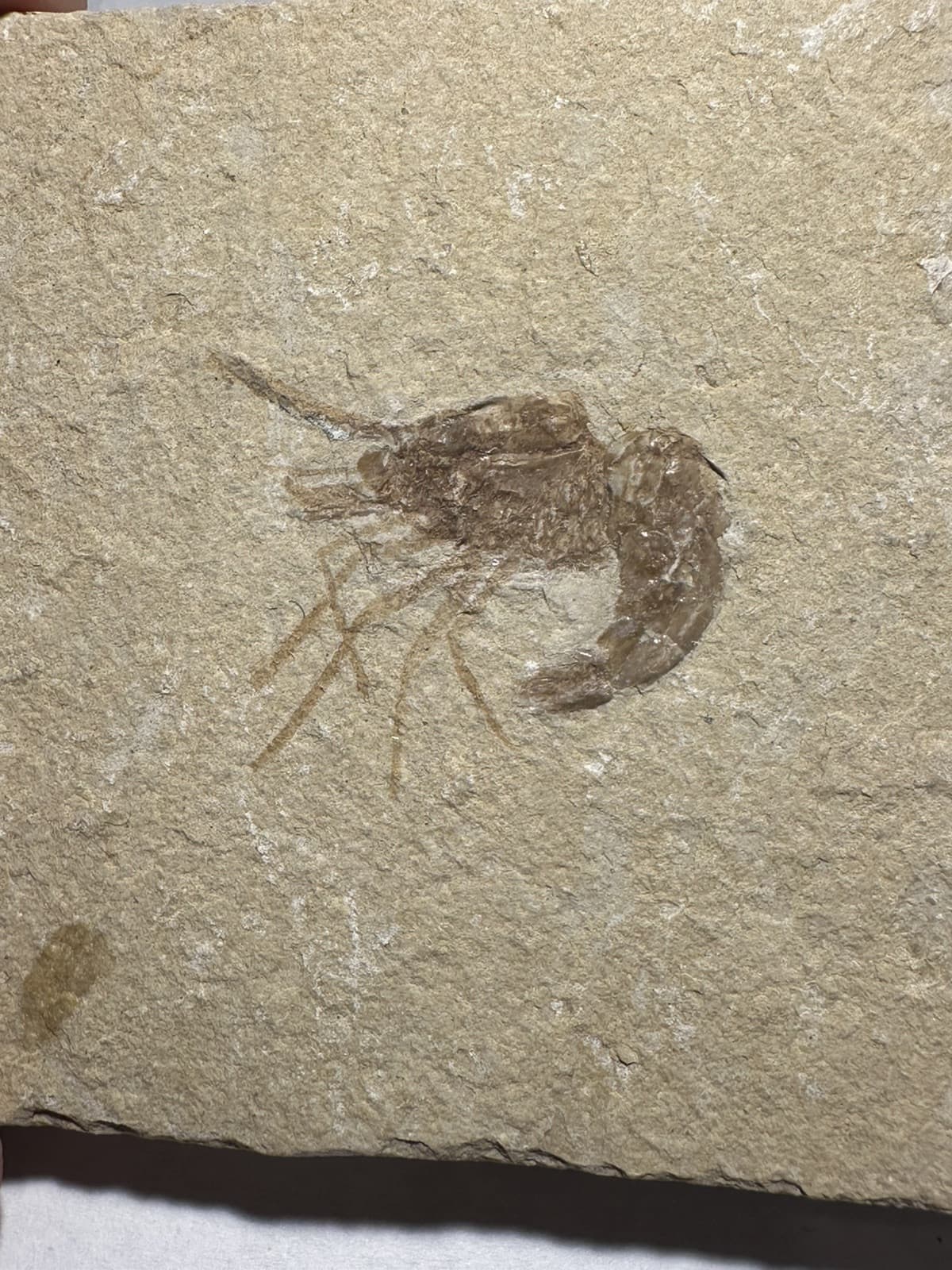BEAUTIFUL DETAILED LEBANON CRETACEOUS FOSSIL SHRIMP DINOSAUR AGE 3x2.5 INCHES 2