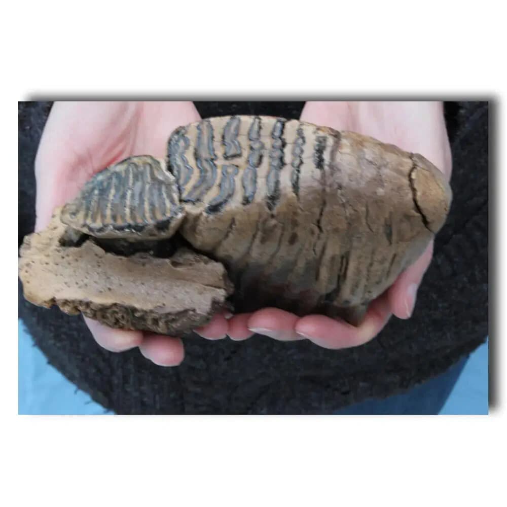 Mammuthus primigenius, Woolly Mammoth – Juvenile  S2 and S3 in place 2