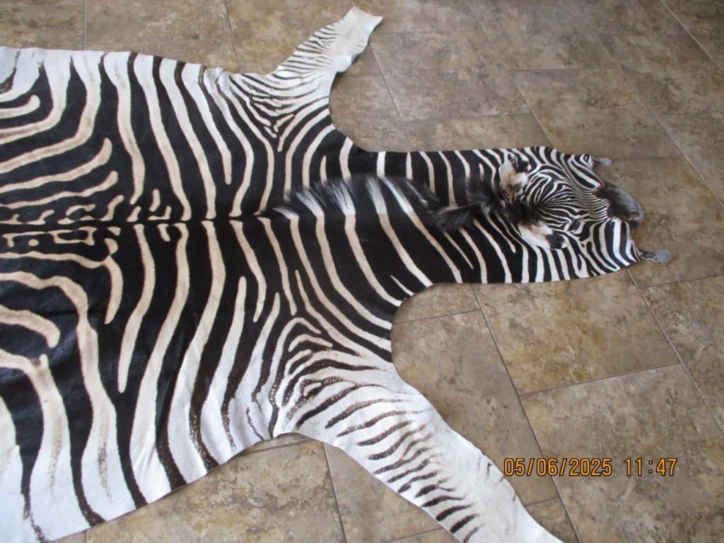 South African Burchell Zebra Rug 5