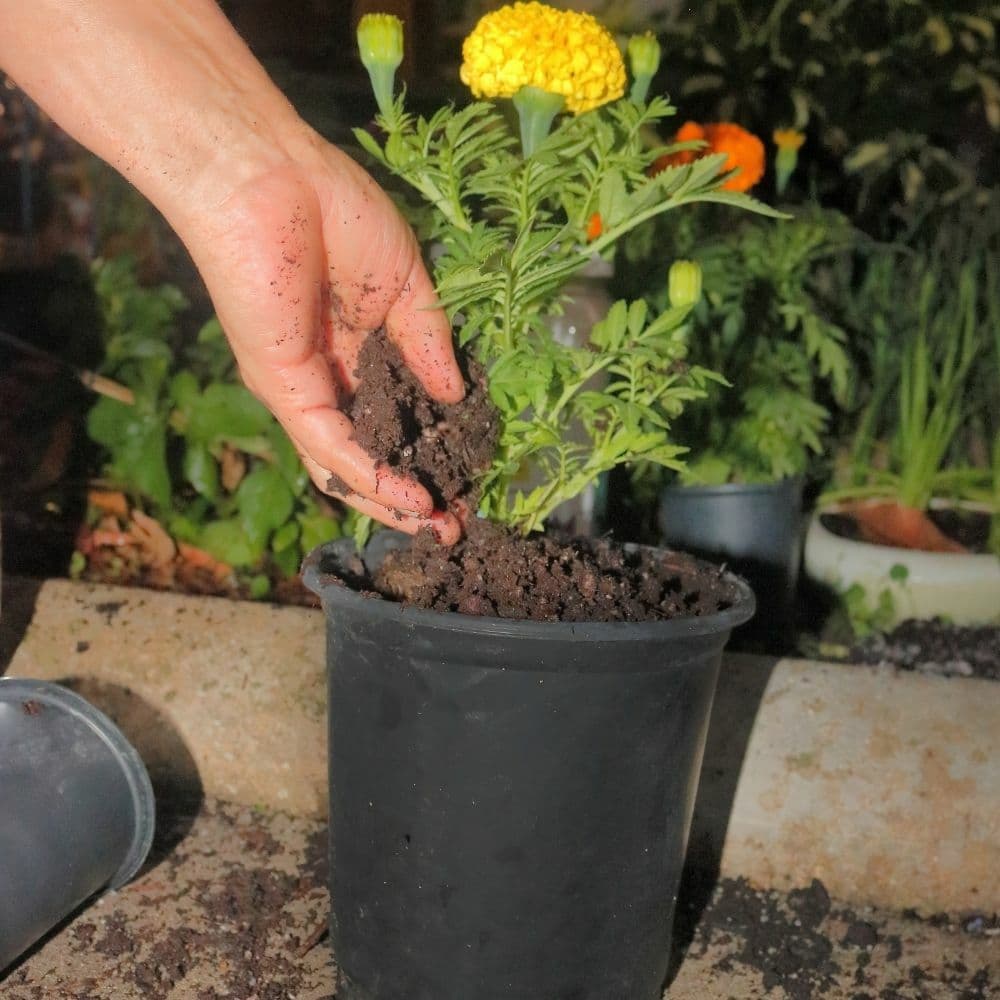 Water Absorbing Polymer Crystals  - Soil Moisture 3