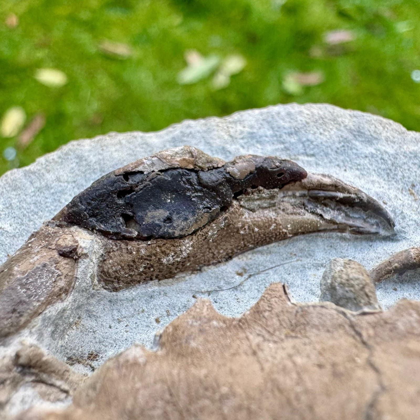 Rare: homolopsis fossil crab – cretaceous, hughenden, queensland – genuine 5