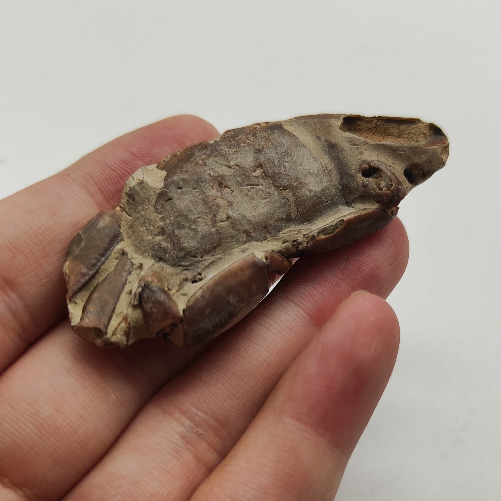 Jurassic Natural Crab animals Fossils Dinosaur Age 2