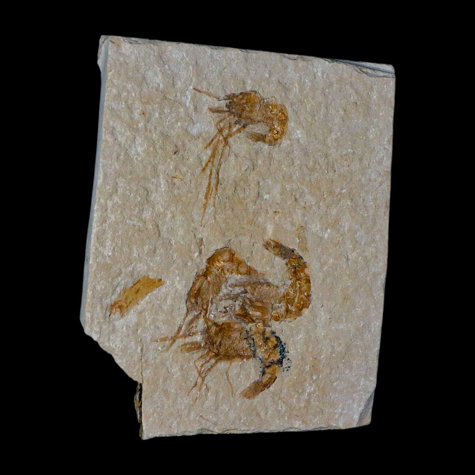 4 Four Fossil Shrimp Carpopenaeus Cretaceous Age 100 Mil Yrs Old Lebanon COA 2