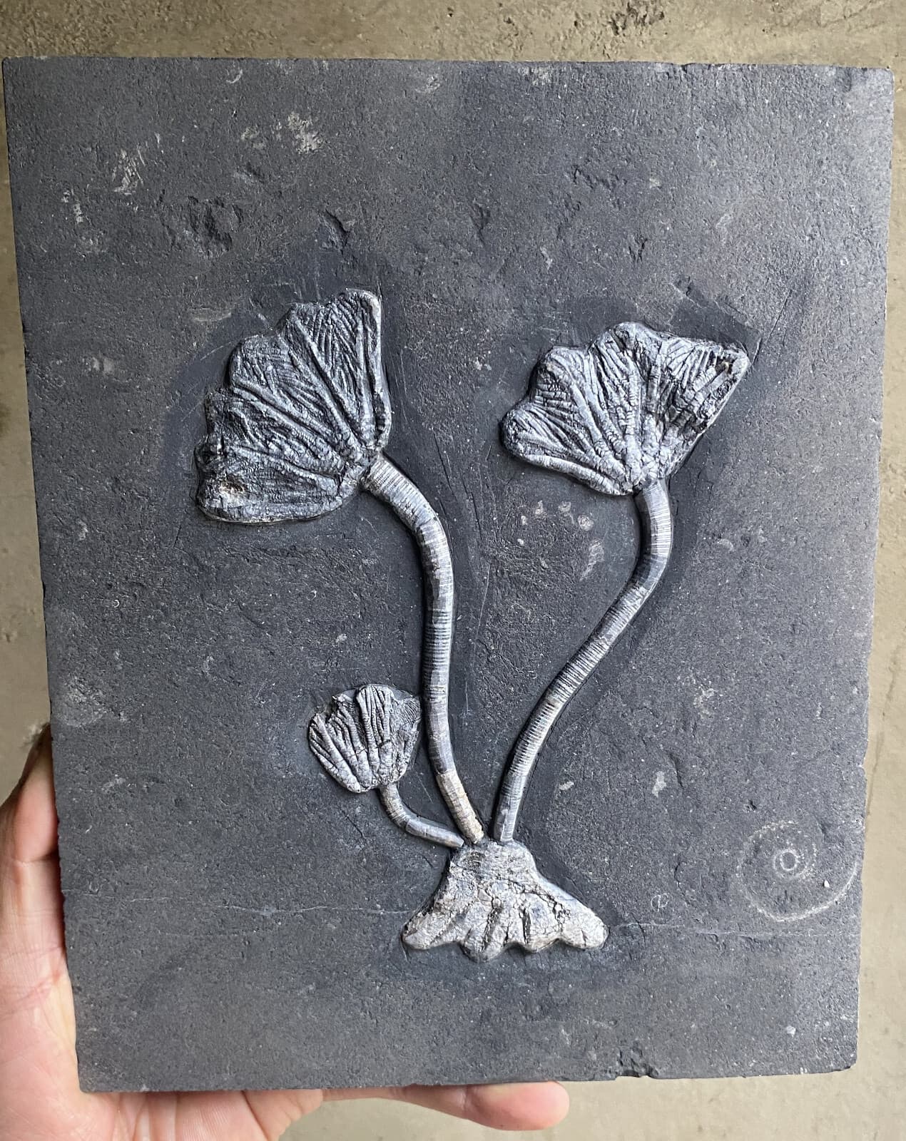 Natural Devonian prehistoric Jurassic biota crinoids Fossils 4