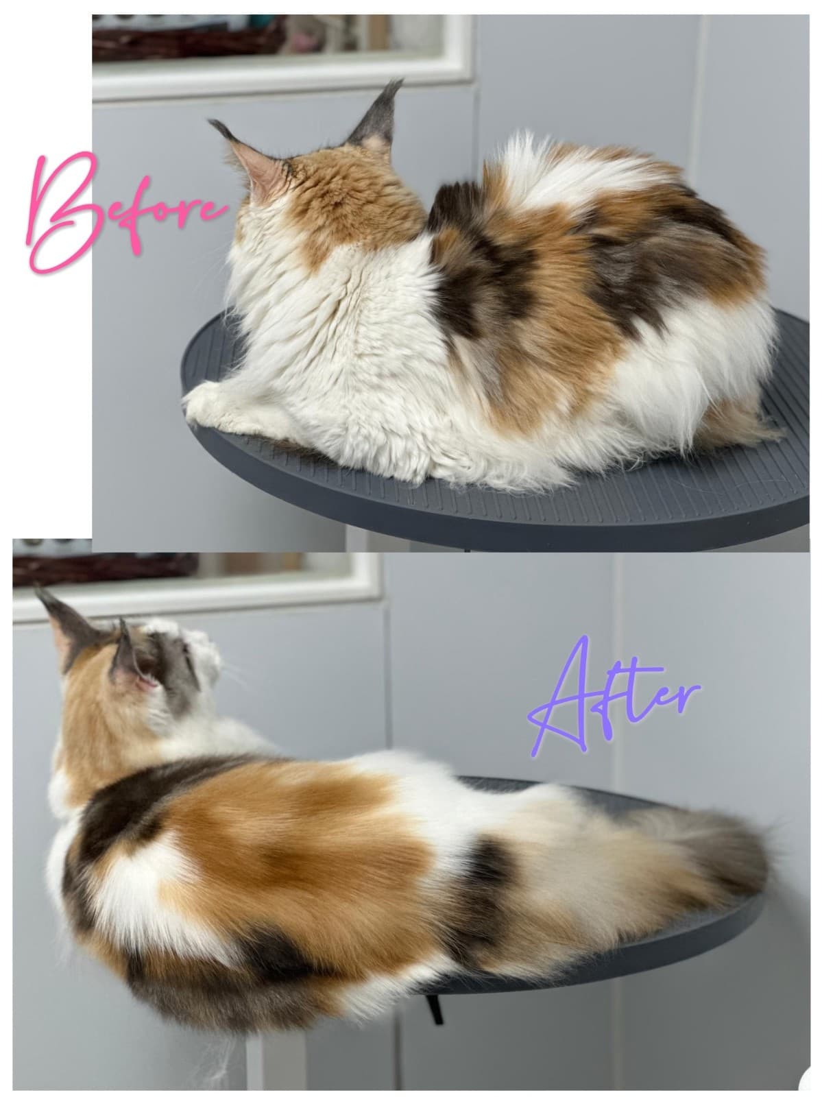 Dolly-Chiny® Cat Degreasing Oil– Natural Grease Remover for Cats, 390ml 4