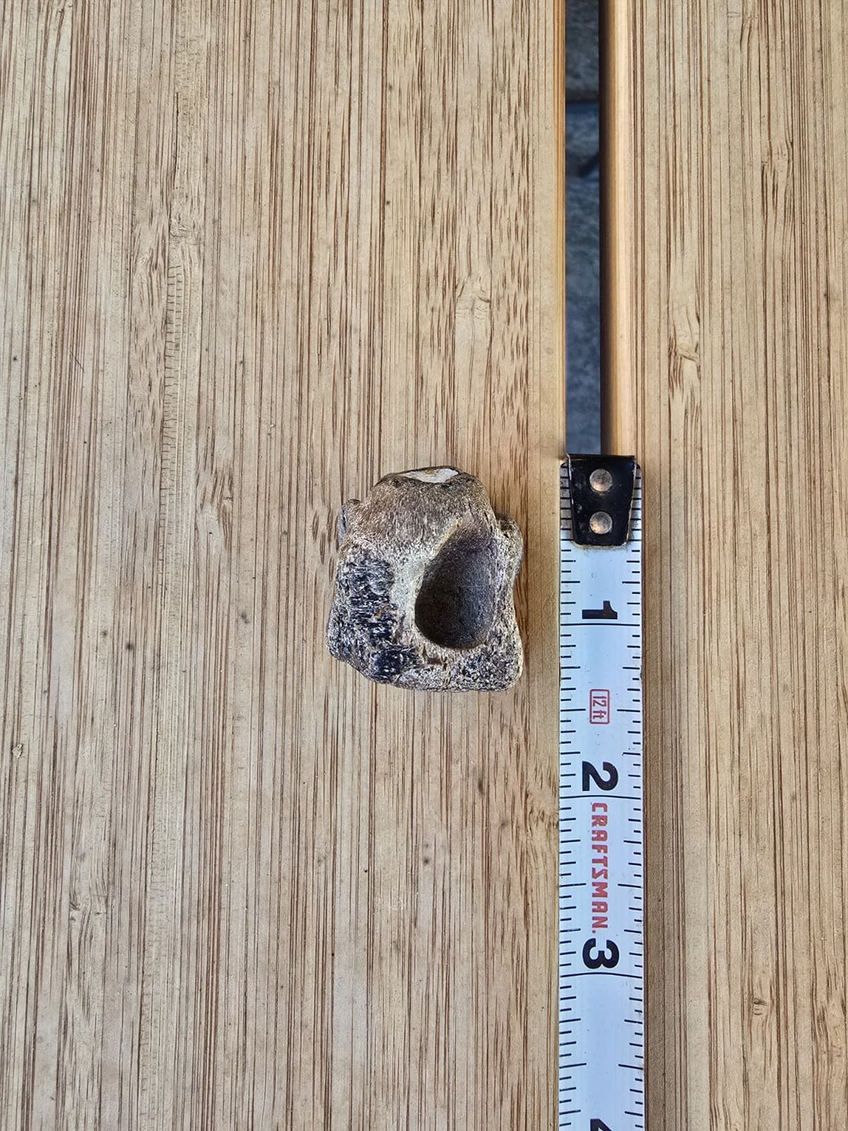 Mosasaur Dentary Jaw Section No Tooth  TX Jurassic Park Dinosaur Fossil 3