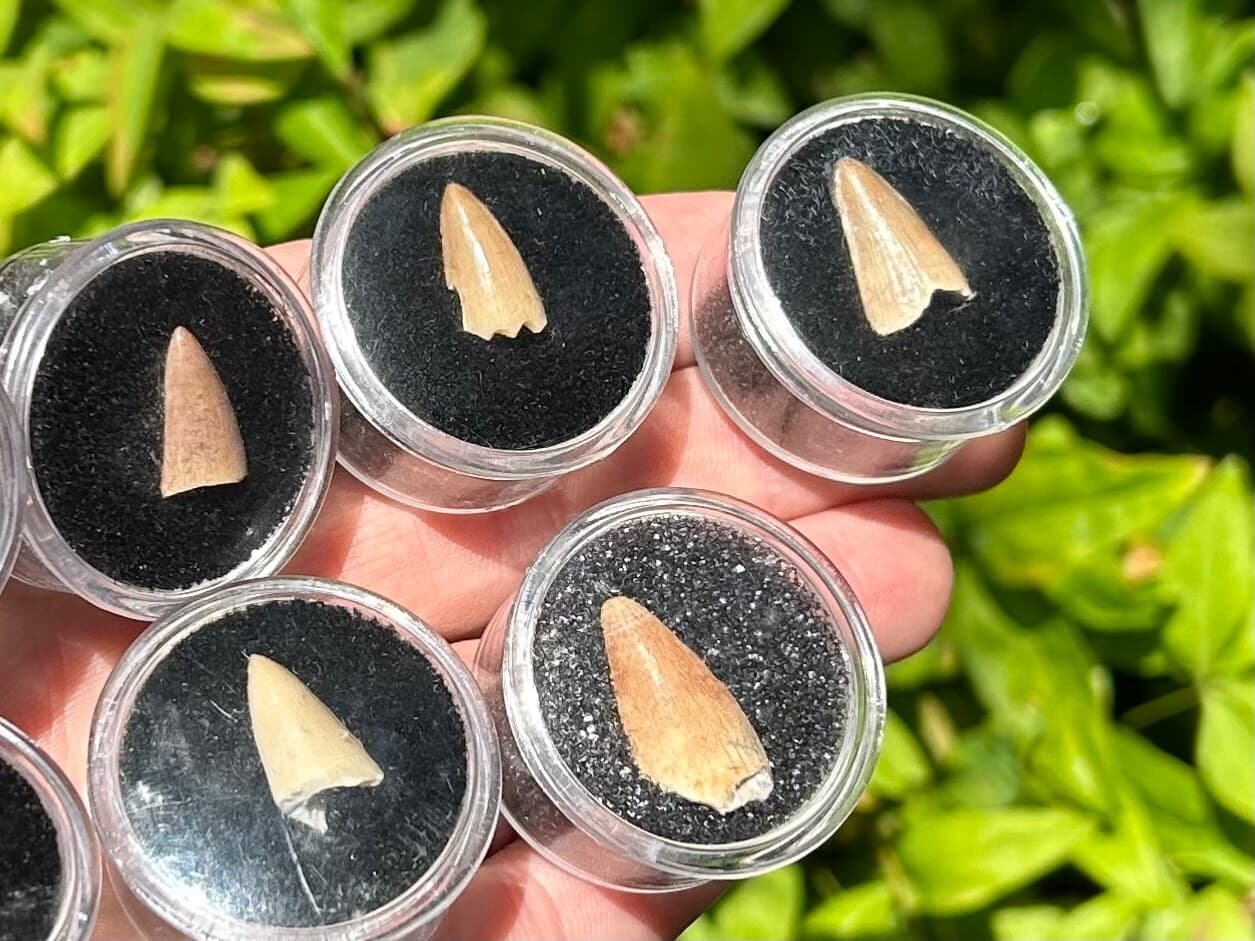 One MOSASAUR Tooth Dinosaur Teeth Fossils in Case ONE PER PURCHASE Morocco 3