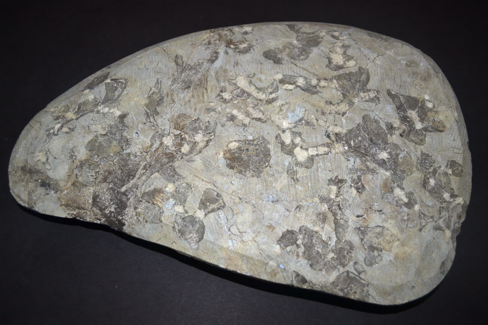 TWO (2) NAUTILUS NAUTILE FOSSIL EMBEDDED in ROCK shell jurassic beautiful art 6