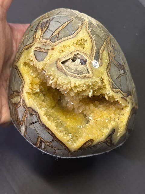 RARE  SEPTARIAN FREE FORM W/ FOSSIL CRAB  ,A++  QUALITY: & FL/PHOSPHORESCENT! 2